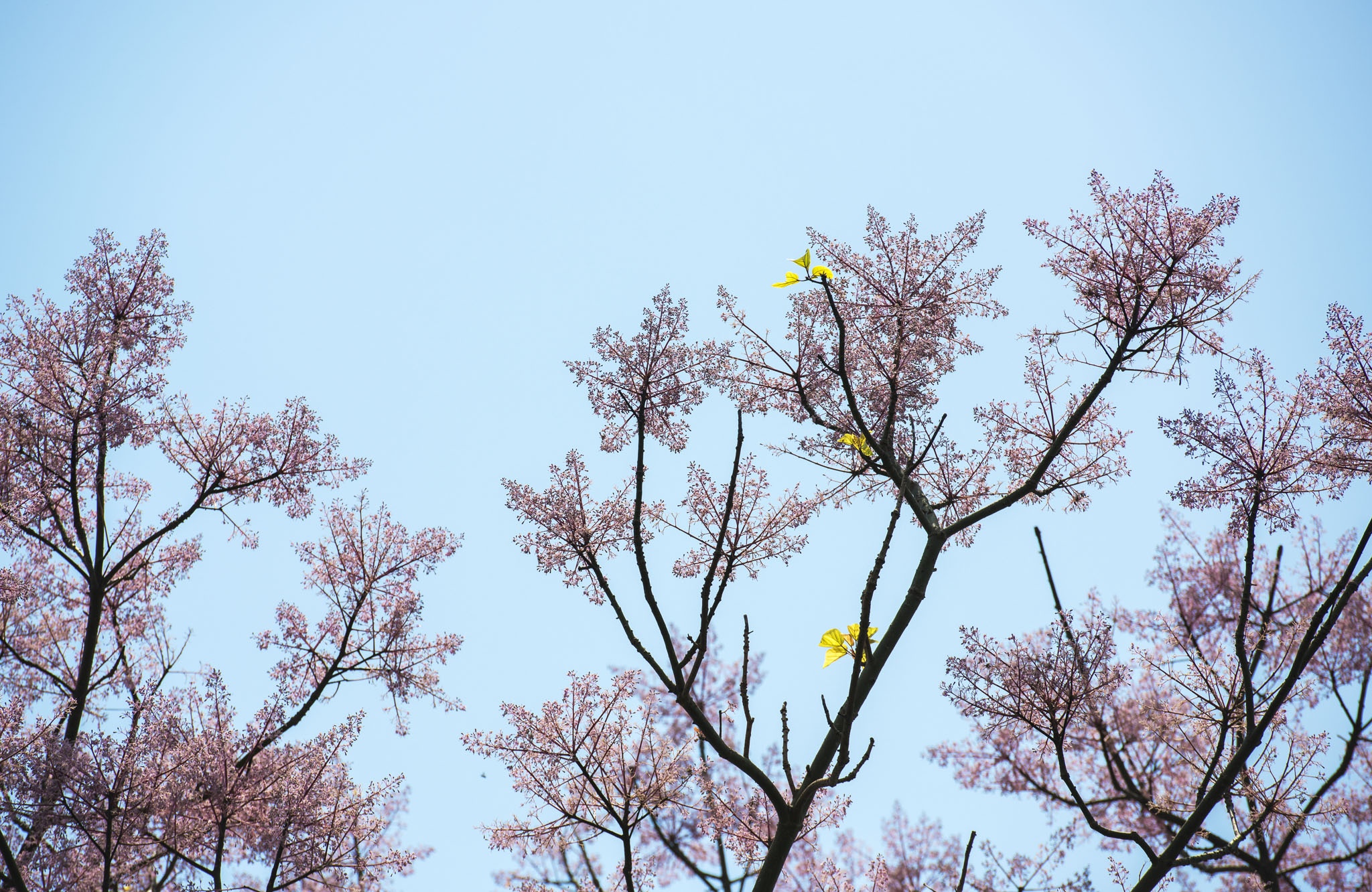 hoa ngo dong o Hue anh 9