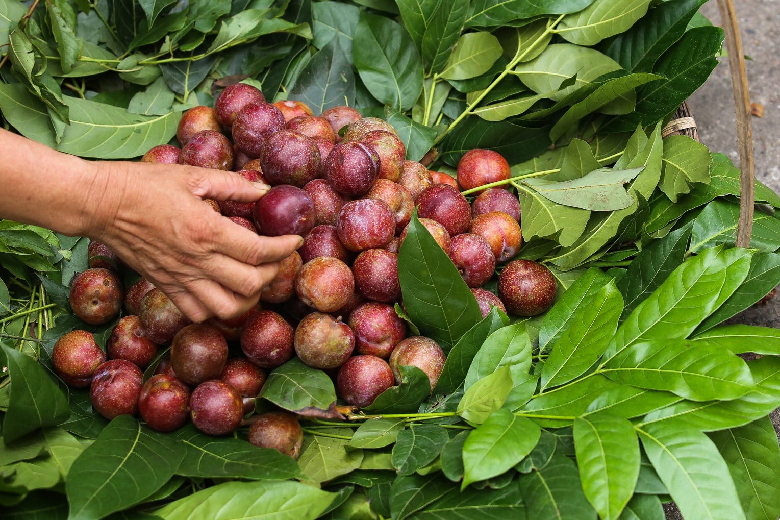 Ruou nep dat hang, man tang gia sang som Tet Doan Ngo hinh anh