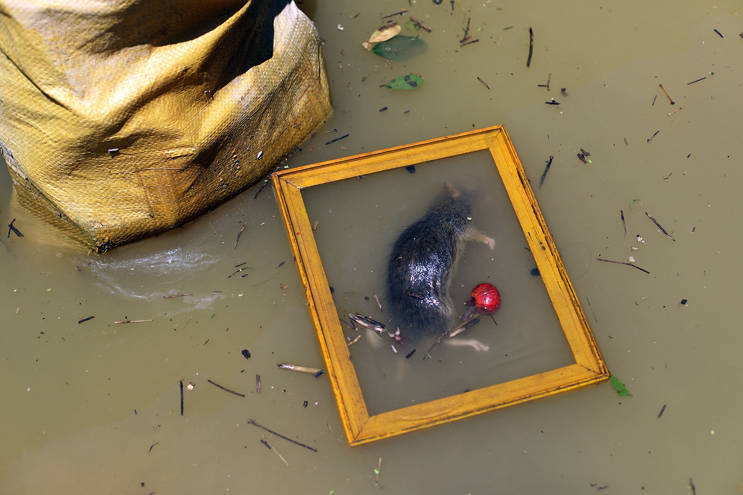 Ha Noi mua ngap anh 32