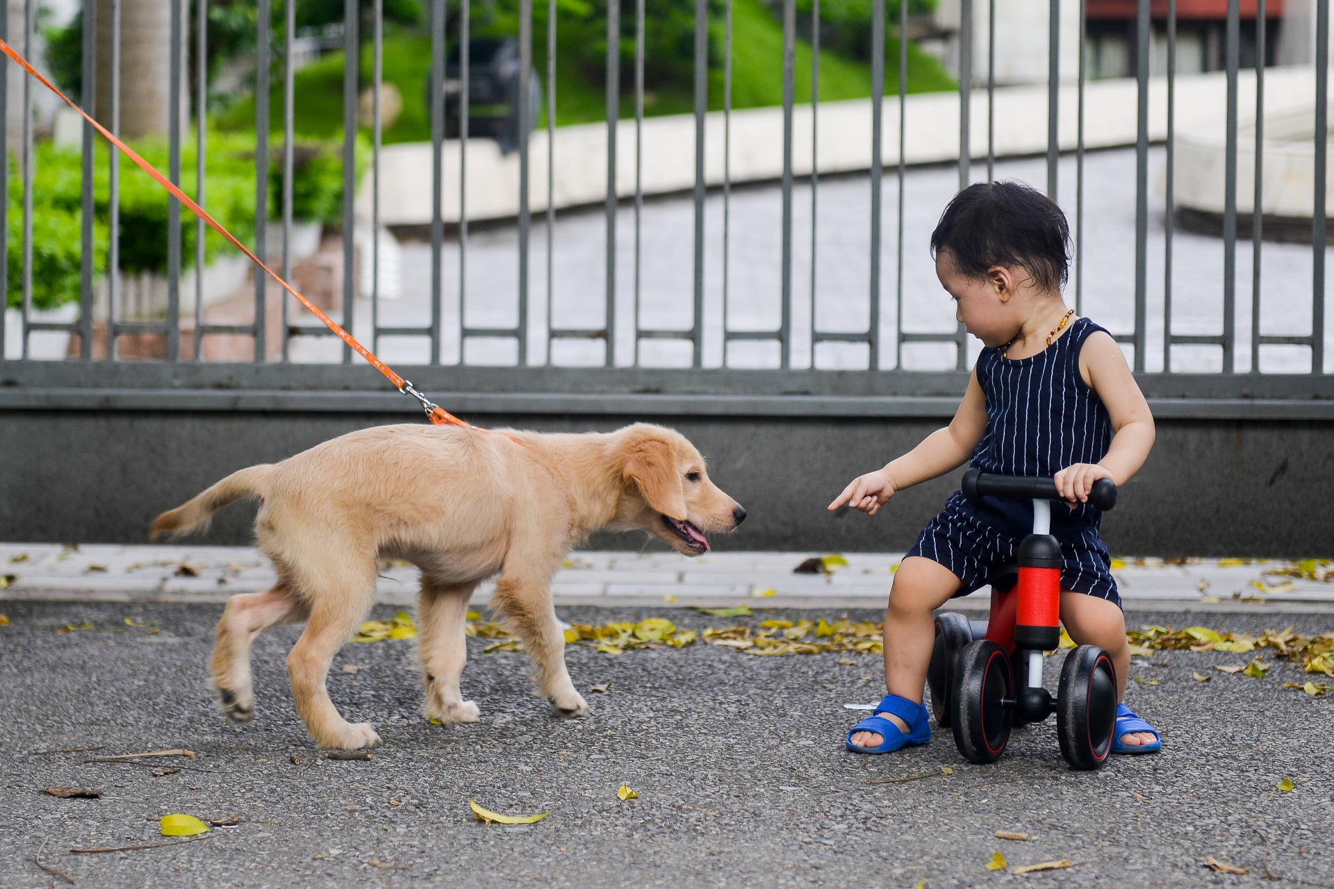Cam cho vao pho di bo anh 10