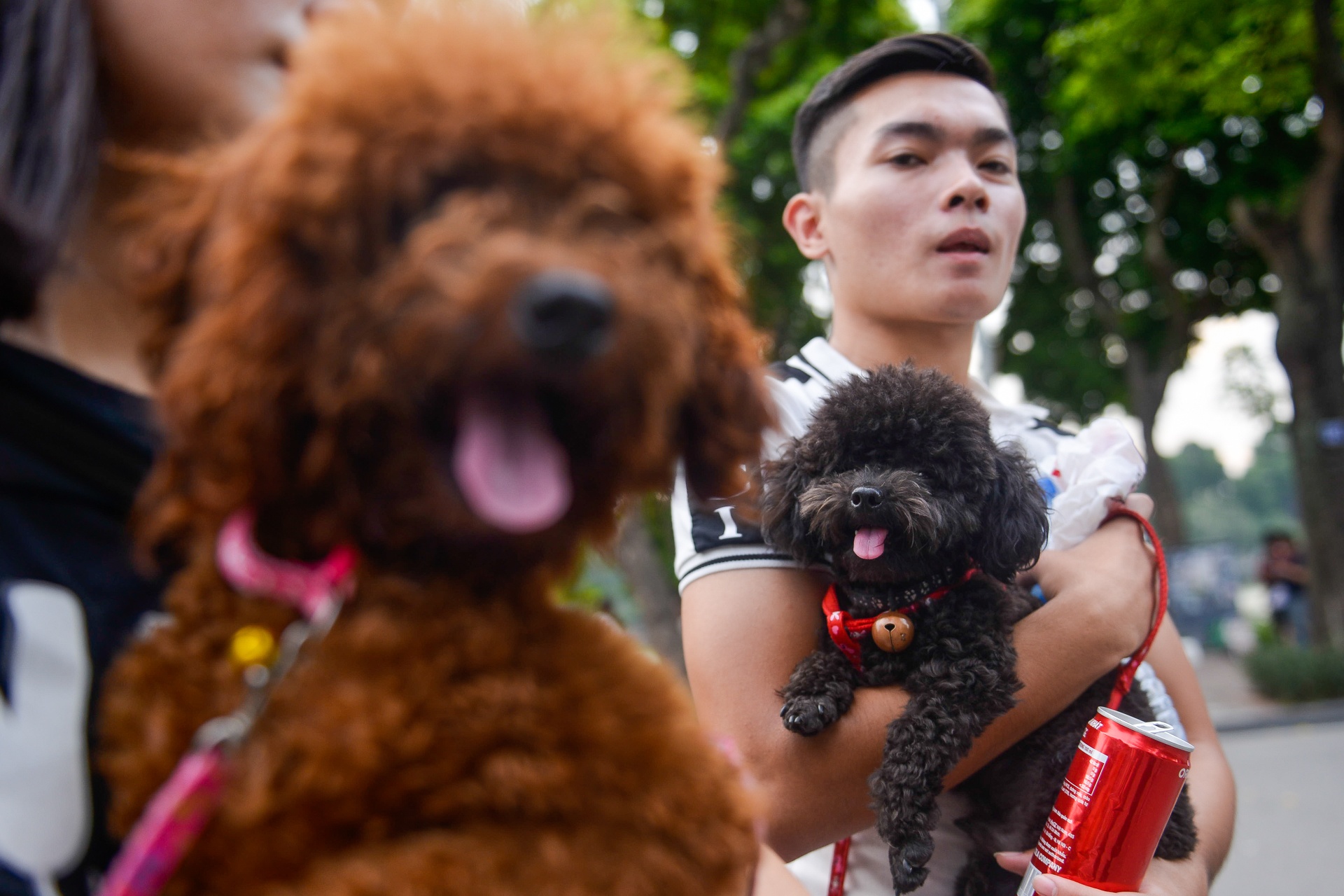 Cam cho vao pho di bo anh 2