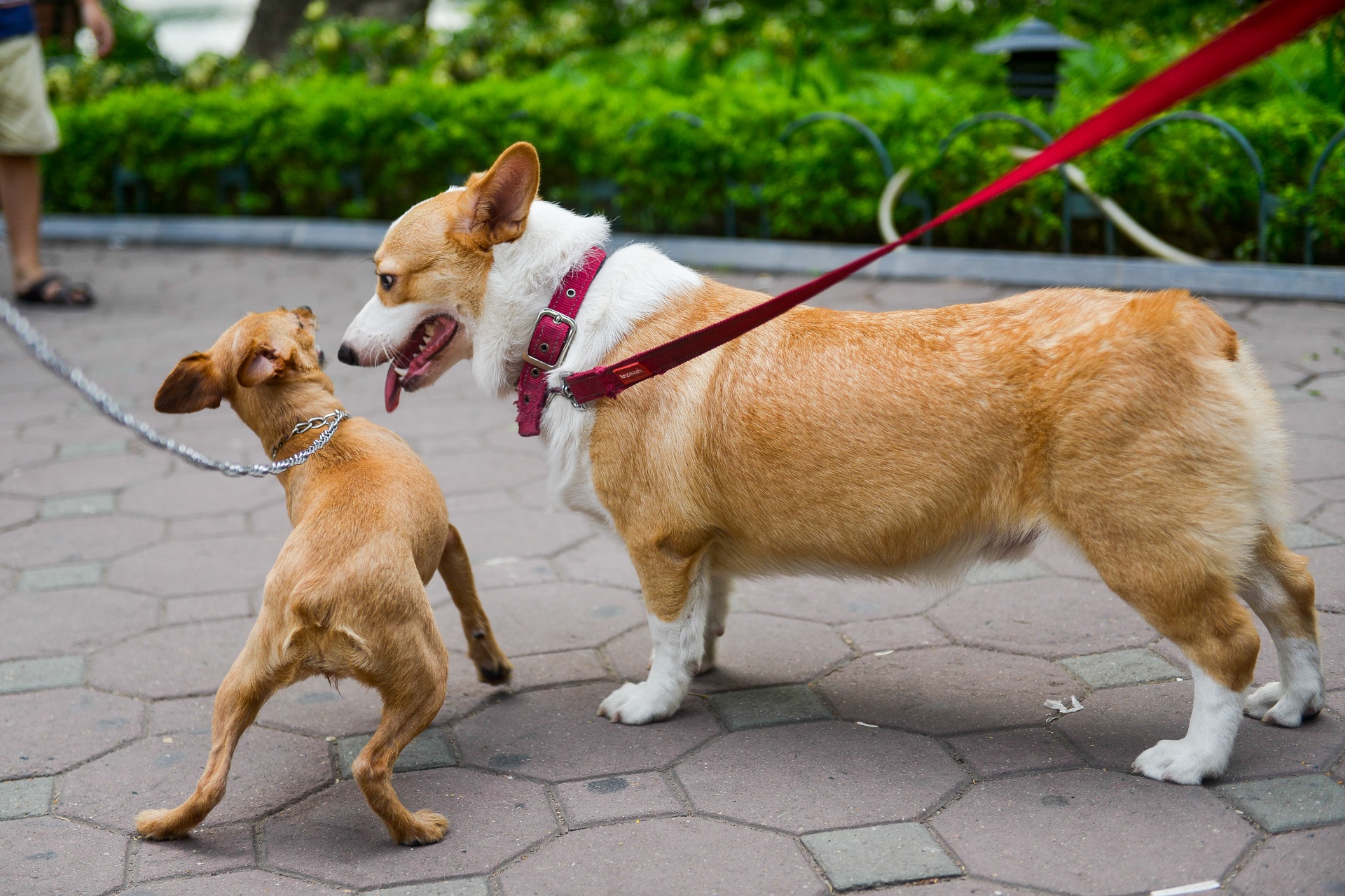 Cam cho vao pho di bo anh 4