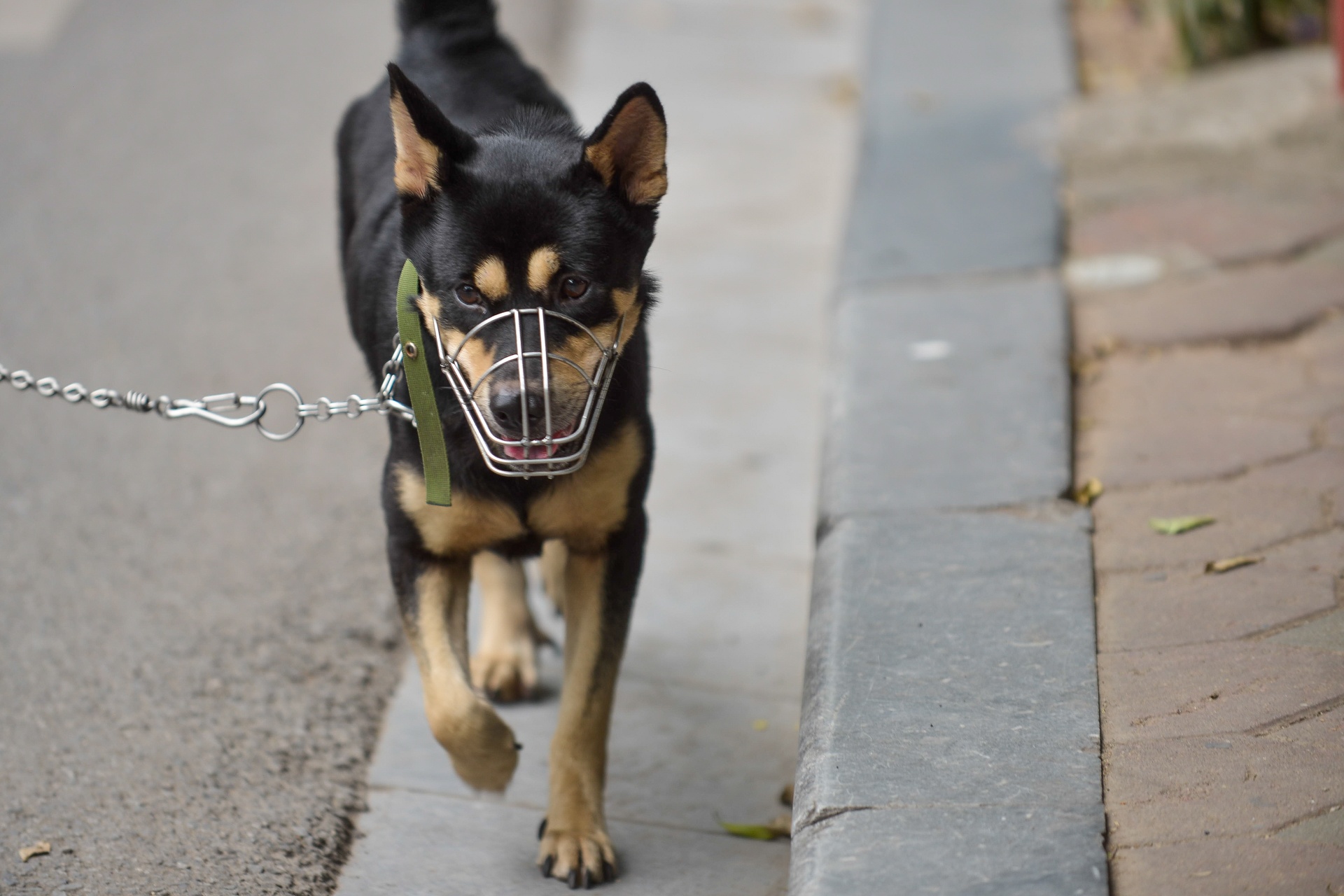 Cam cho vao pho di bo anh 9