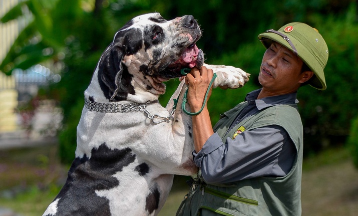 Cho hon 100 kg xuat hien o Ha Noi hinh anh