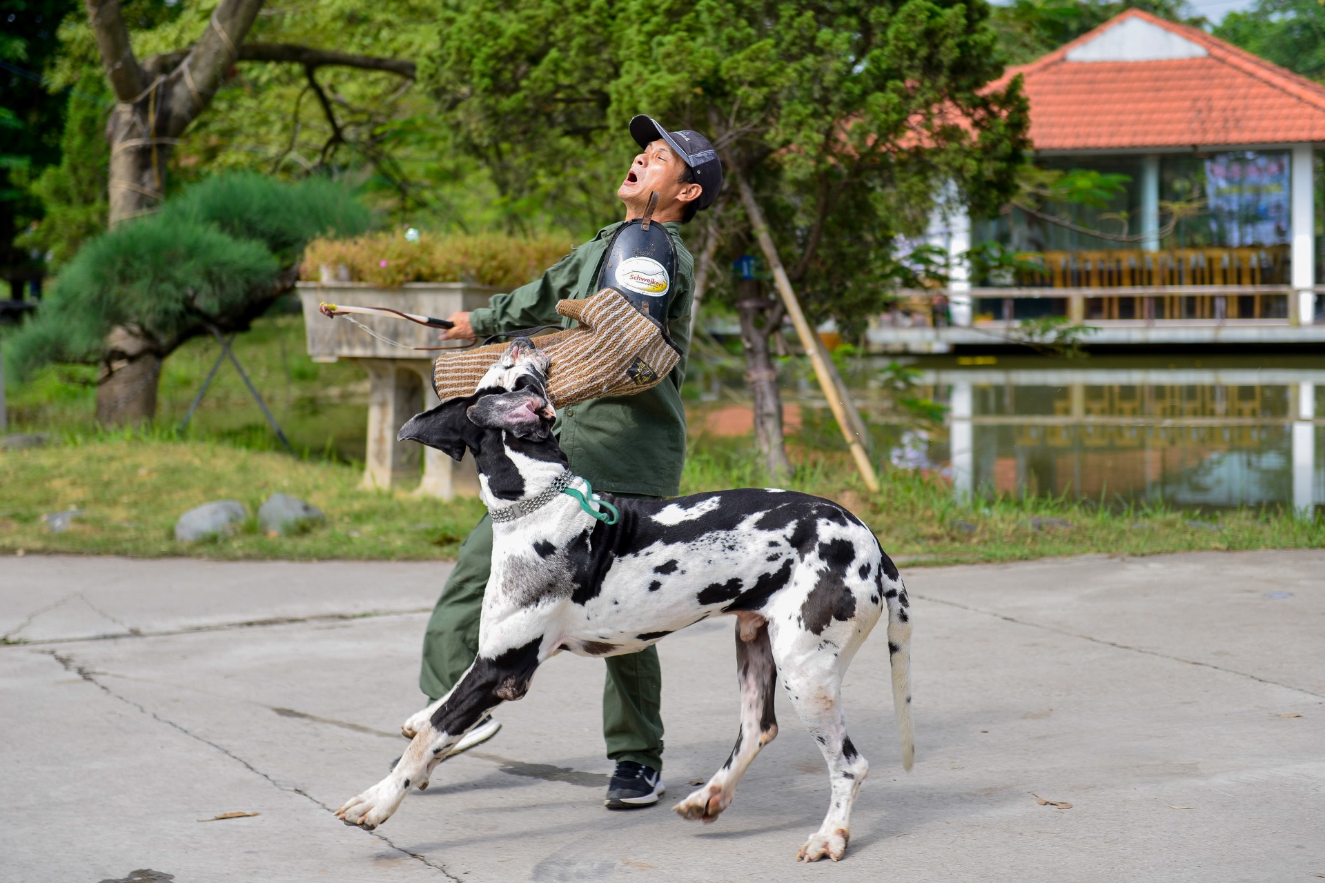 nhung con cho khong lo co can nang hon 100kg anh 10