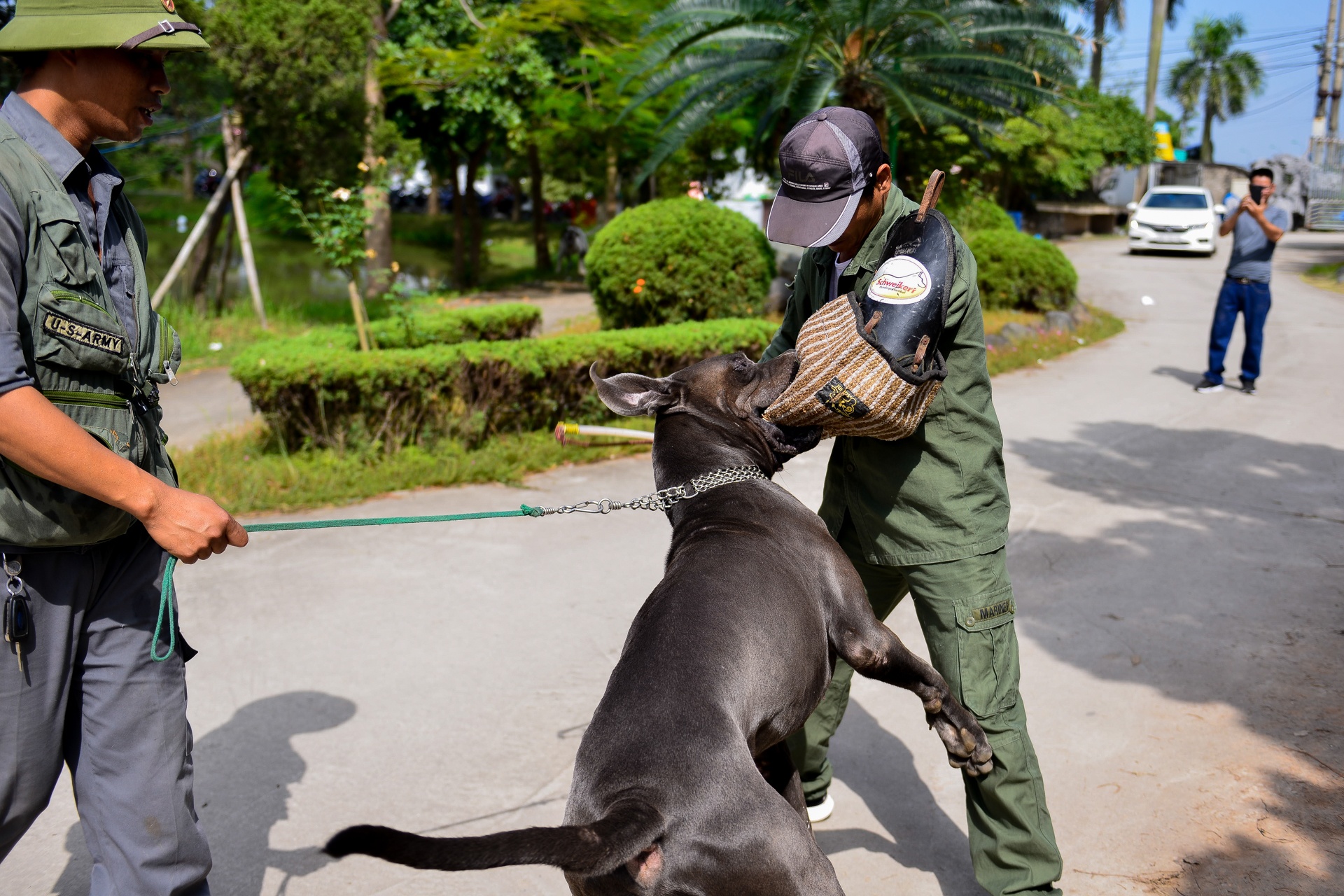 nhung con cho khong lo co can nang hon 100kg anh 11