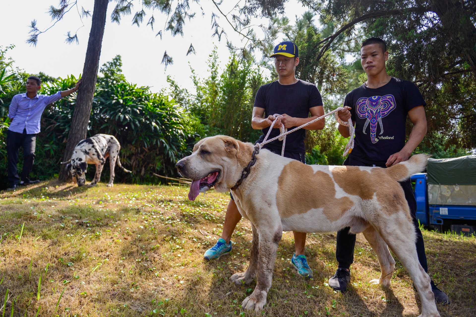 nhung con cho khong lo co can nang hon 100kg anh 12