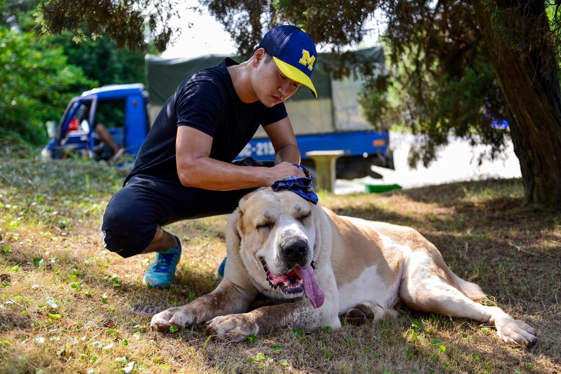 nhung con cho khong lo co can nang hon 100kg anh 13