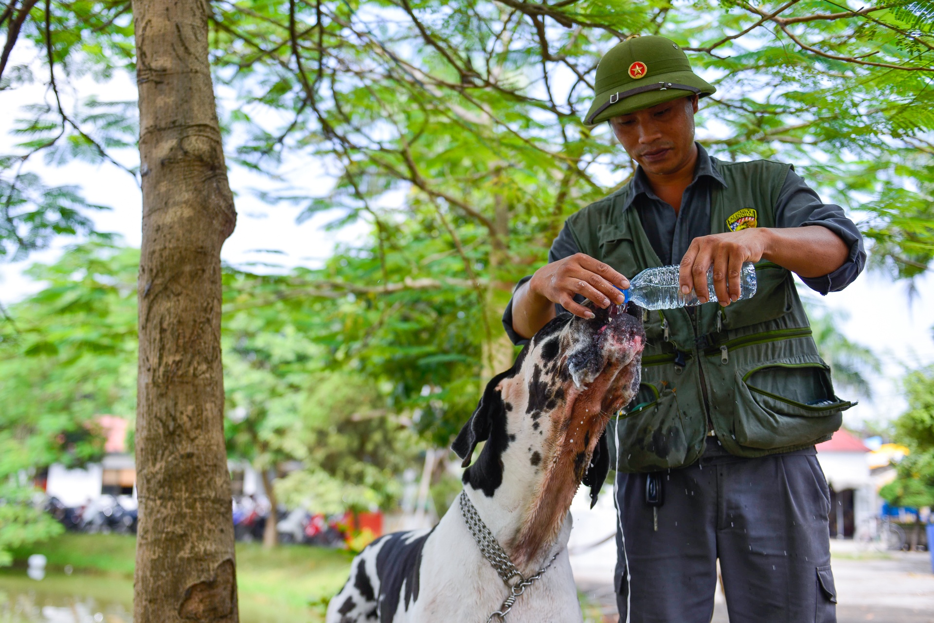 nhung con cho khong lo co can nang hon 100kg anh 14