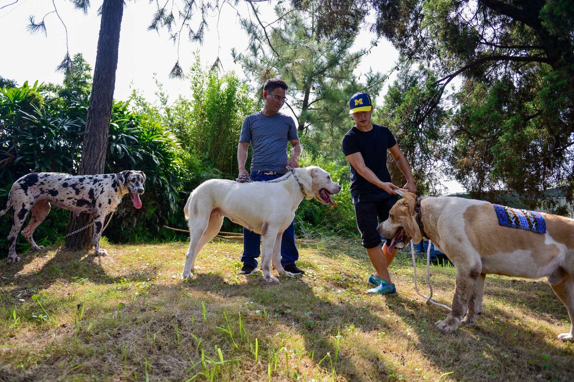 nhung con cho khong lo co can nang hon 100kg anh 2