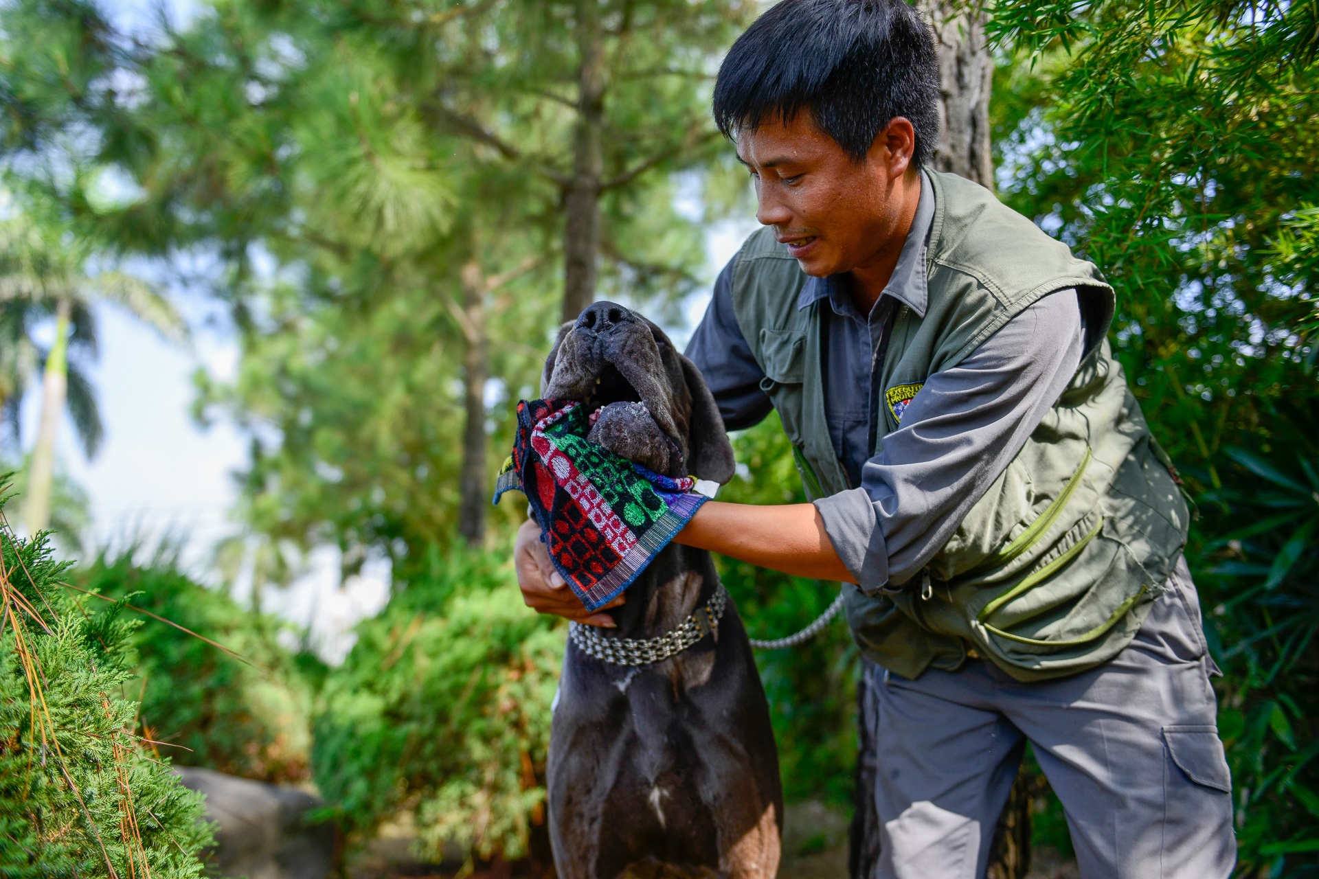 nhung con cho khong lo co can nang hon 100kg anh 4