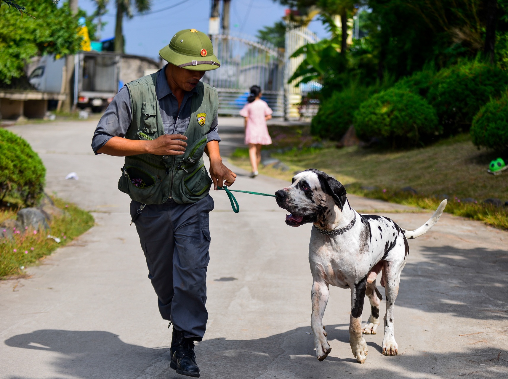 nhung con cho khong lo co can nang hon 100kg anh 5