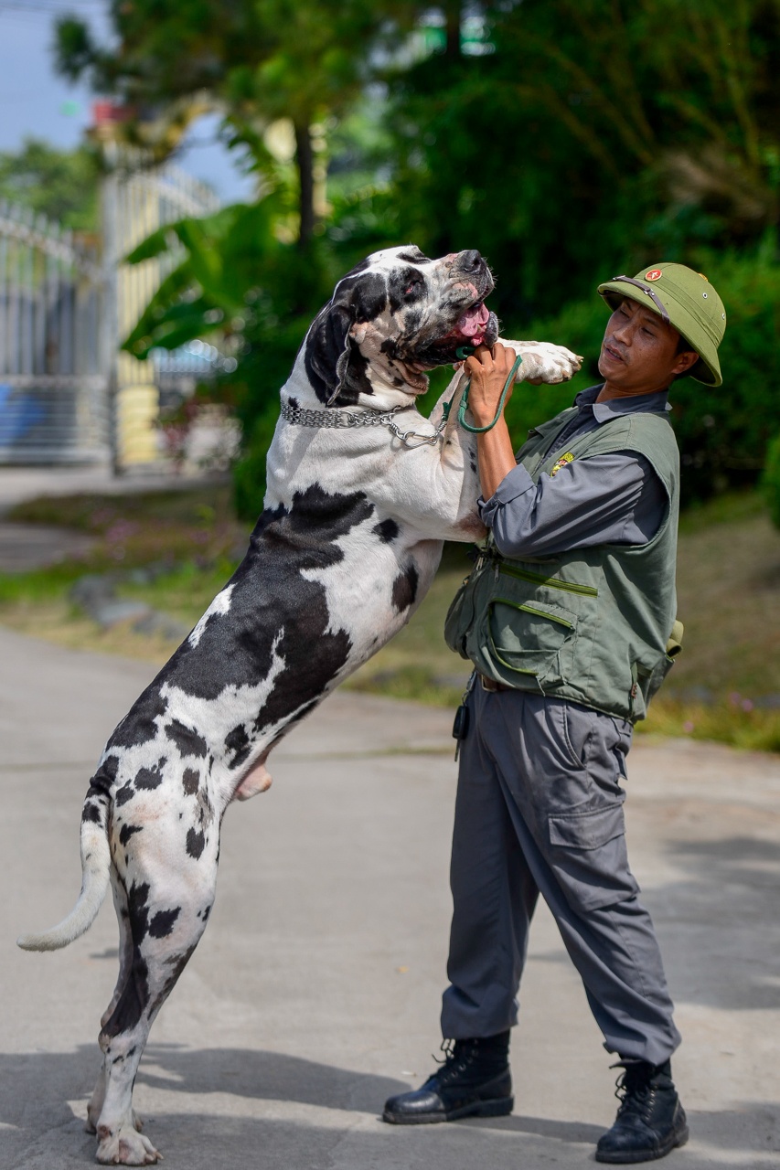 nhung con cho khong lo co can nang hon 100kg anh 6