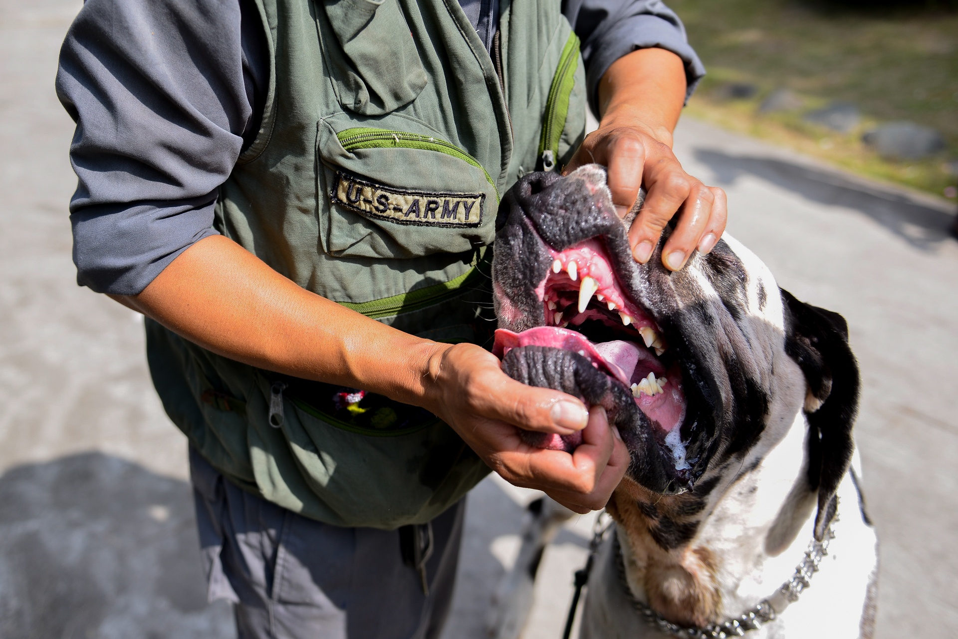 nhung con cho khong lo co can nang hon 100kg anh 7