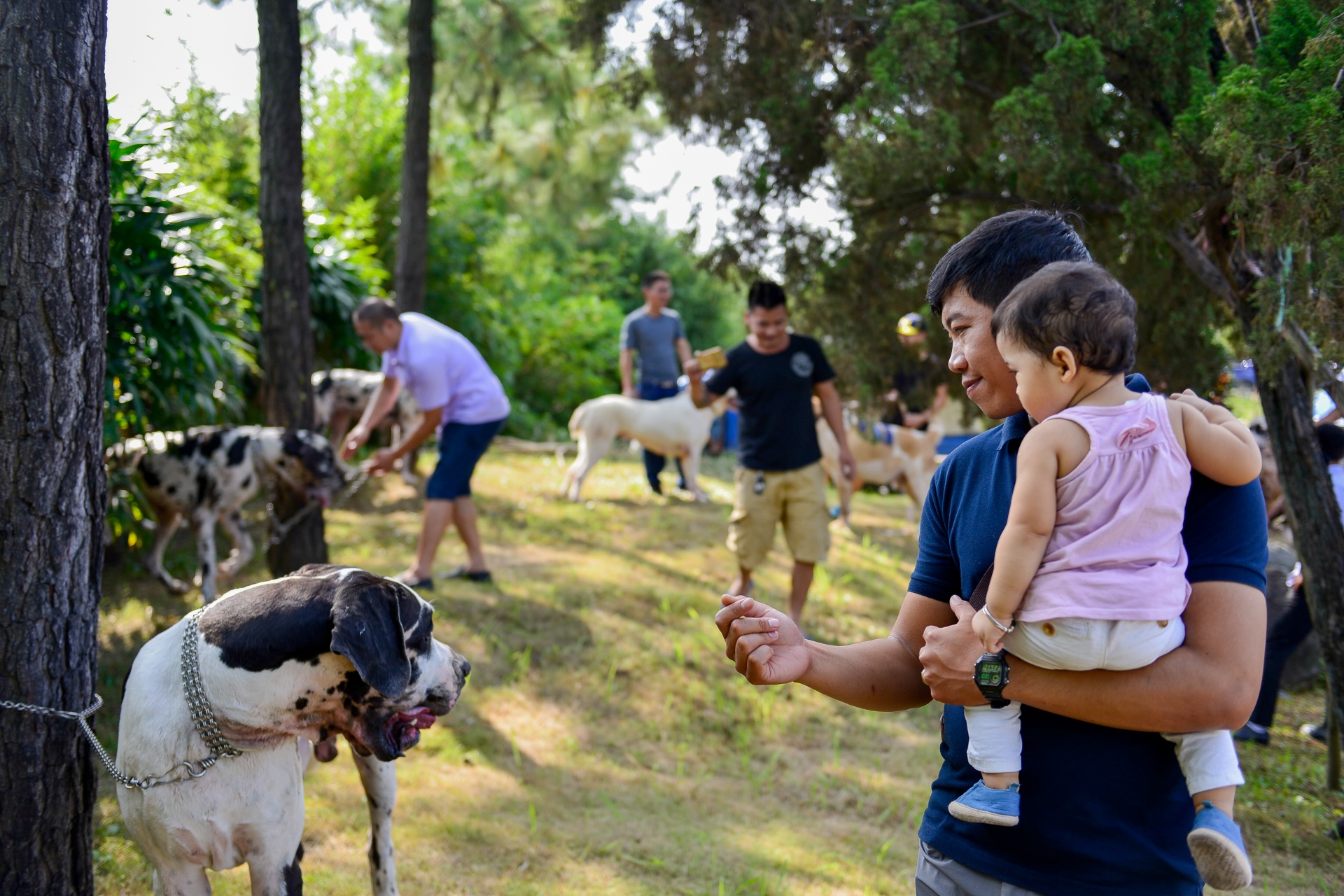 nhung con cho khong lo co can nang hon 100kg anh 8