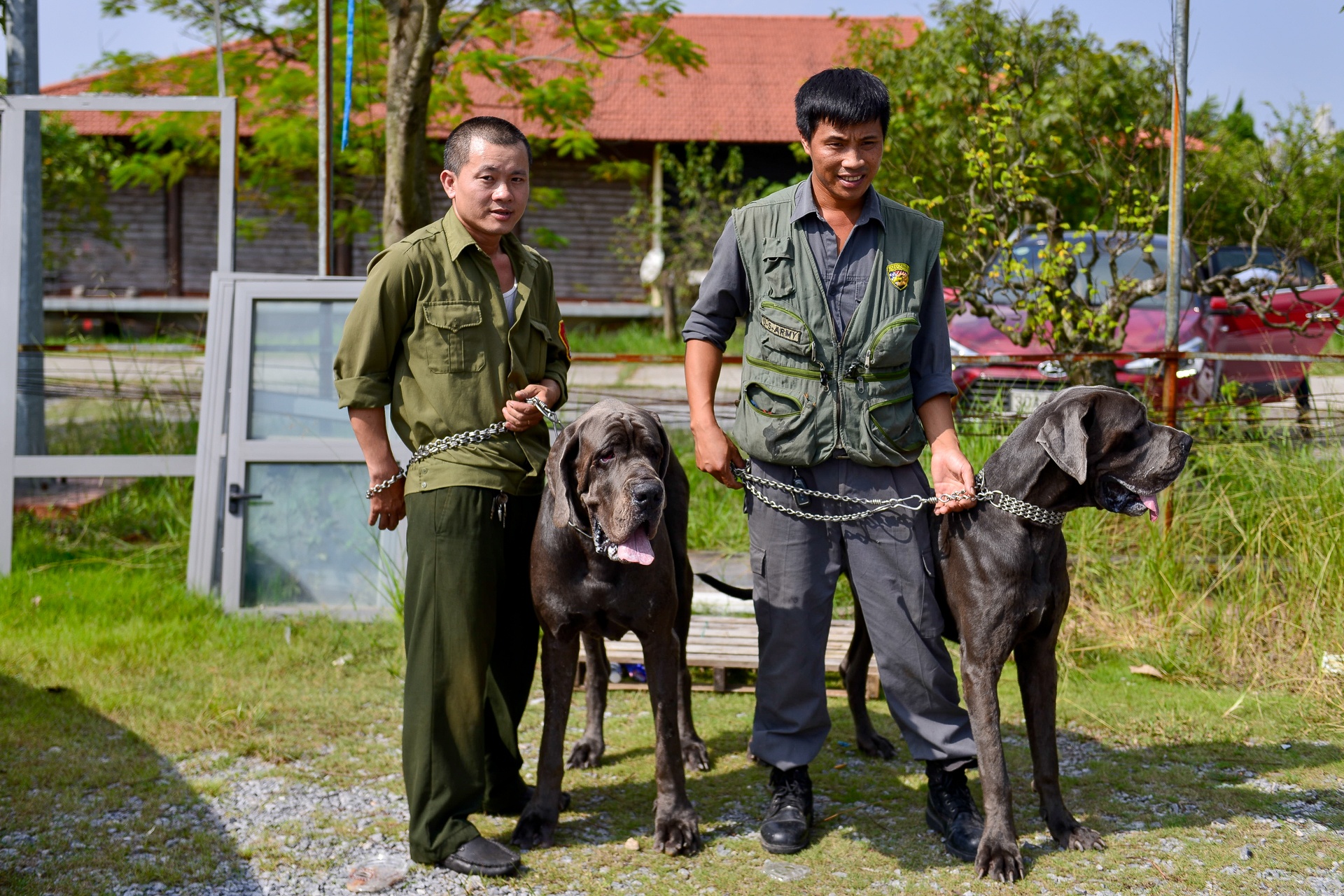 nhung con cho khong lo co can nang hon 100kg anh 9