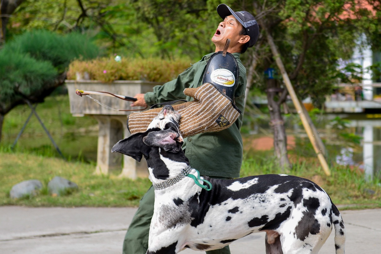 Cho khong lo trinh dien can xe bao ve chu nhan hinh anh