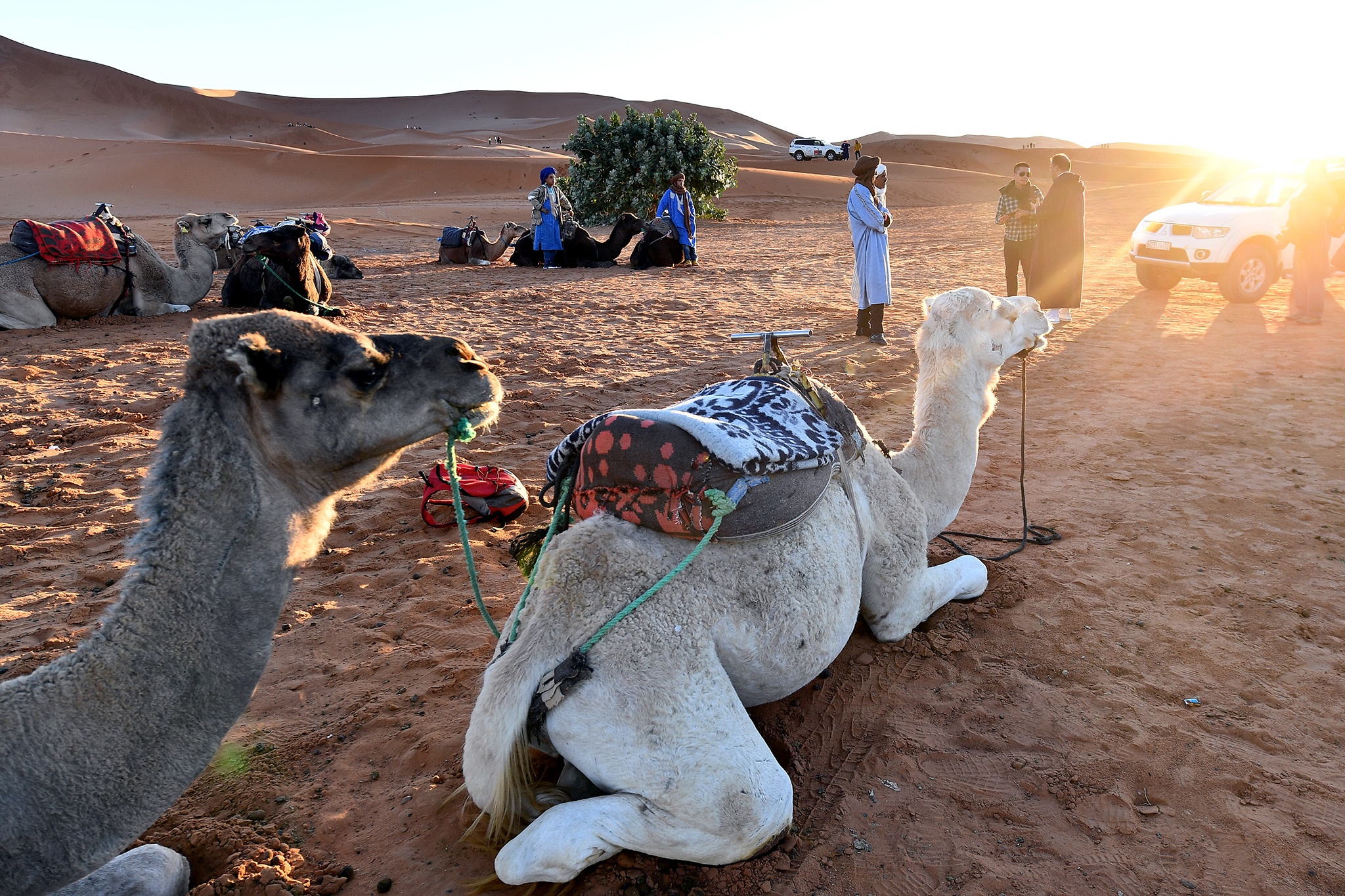 cưỡi lạc đà ở sa mạc Sahara ảnh 6 cuoi lac da o sa mac Sahara anh 6