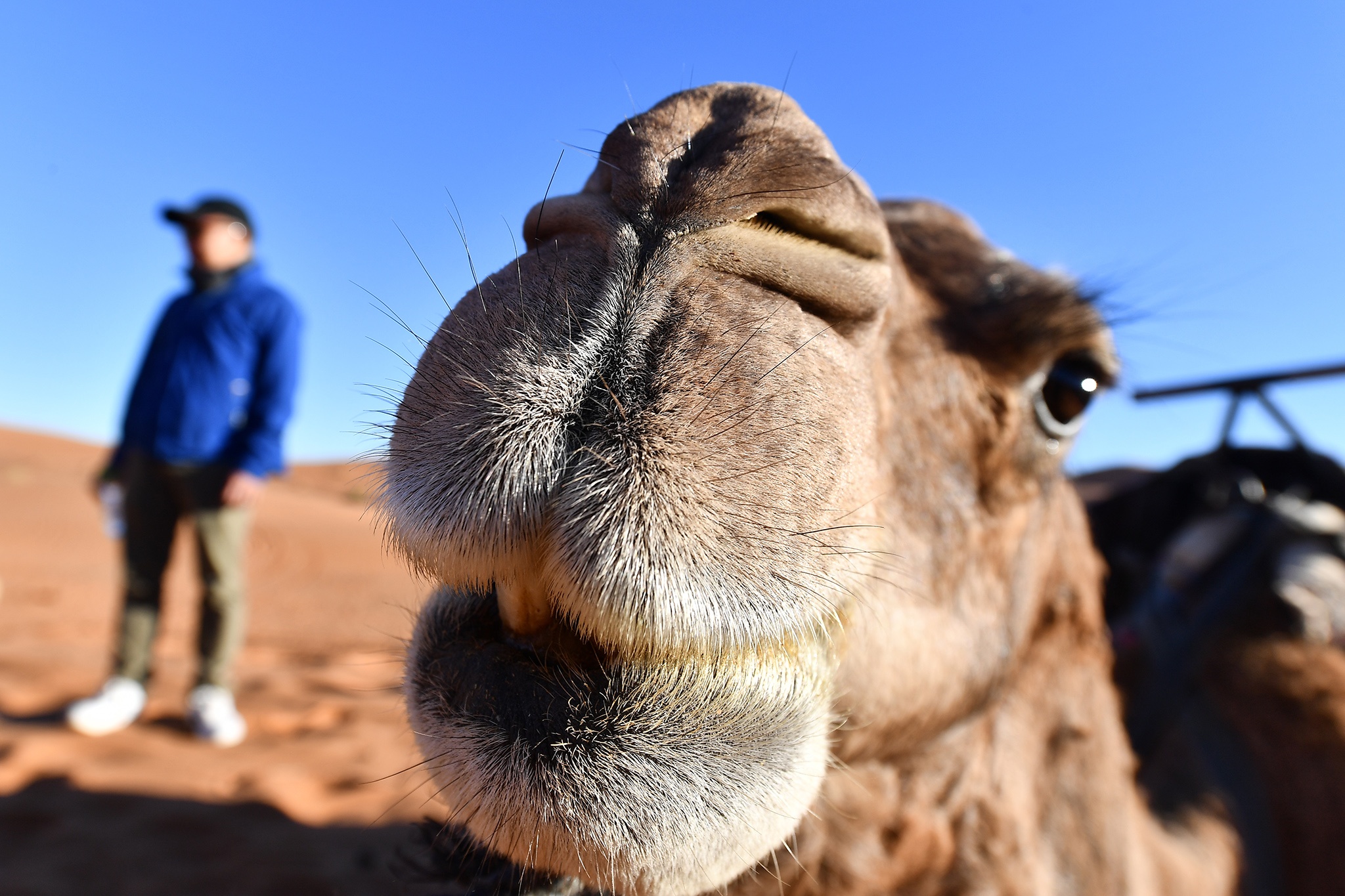 cưỡi lạc đà ở sa mạc Sahara ảnh 8 cuoi lac da o sa mac Sahara anh 8