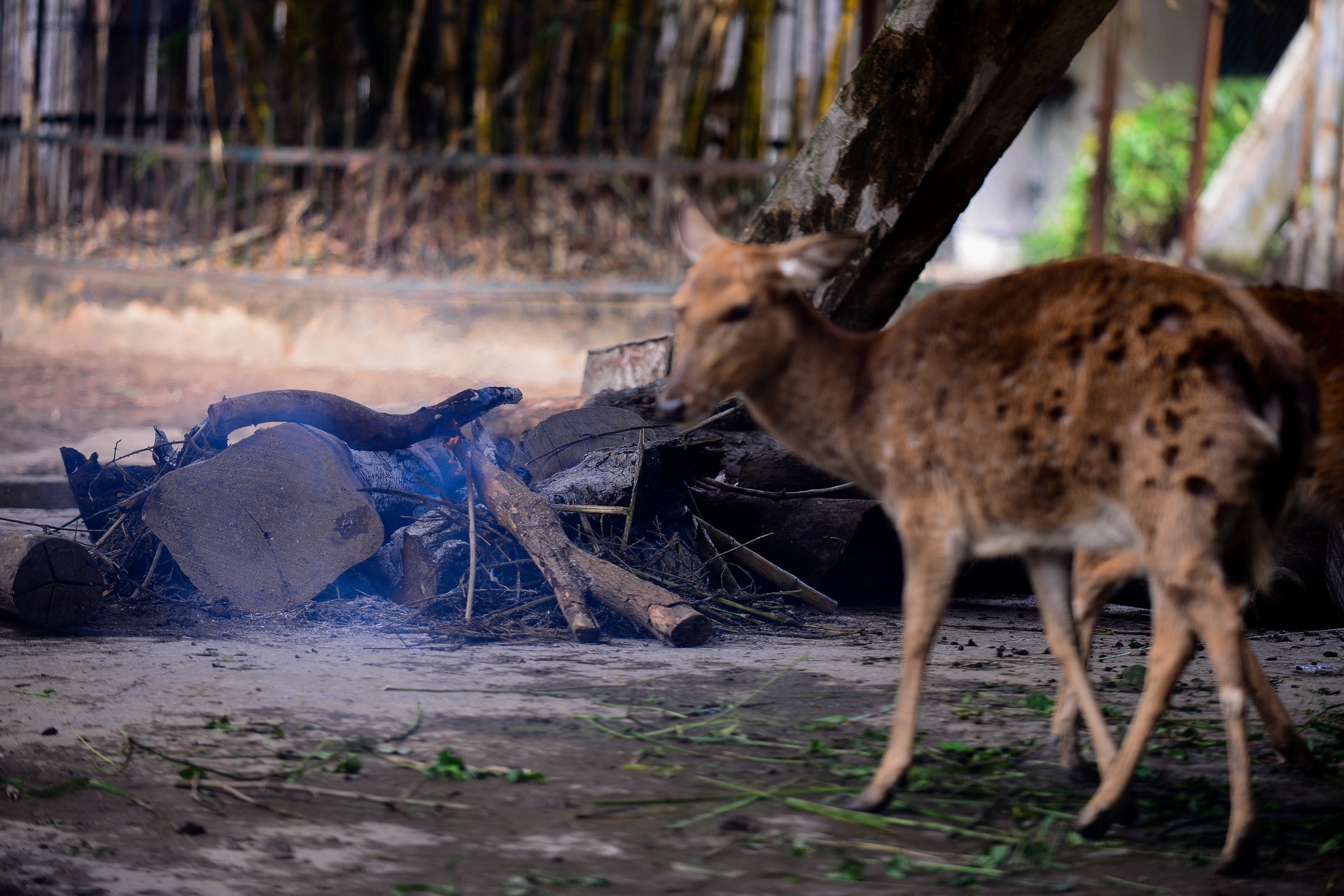 nguoi dan dot lua suoi am anh 8