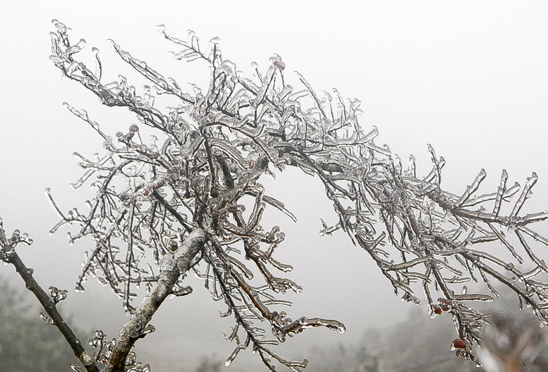 bang tuyet tren dinh Mau Son anh 1