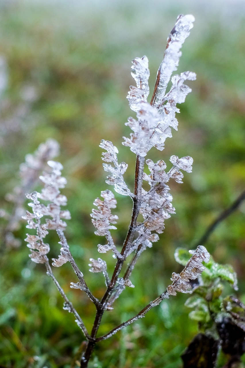 bang tuyet tren dinh Mau Son anh 12