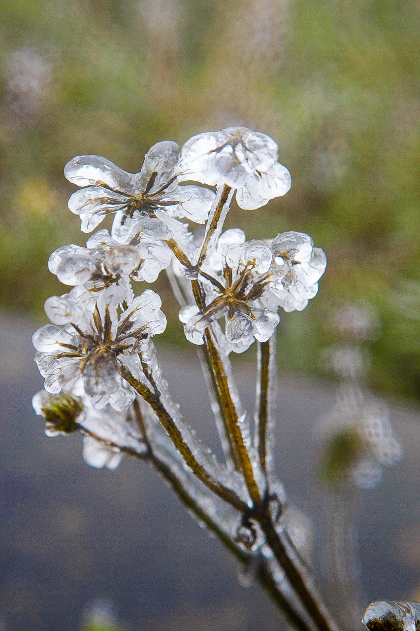 bang tuyet tren dinh Mau Son anh 5