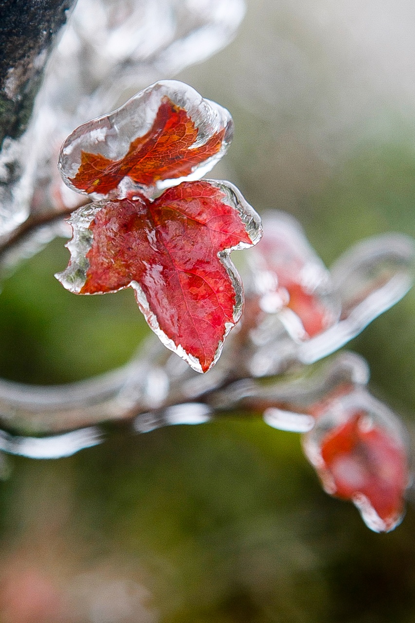 bang tuyet tren dinh Mau Son anh 8