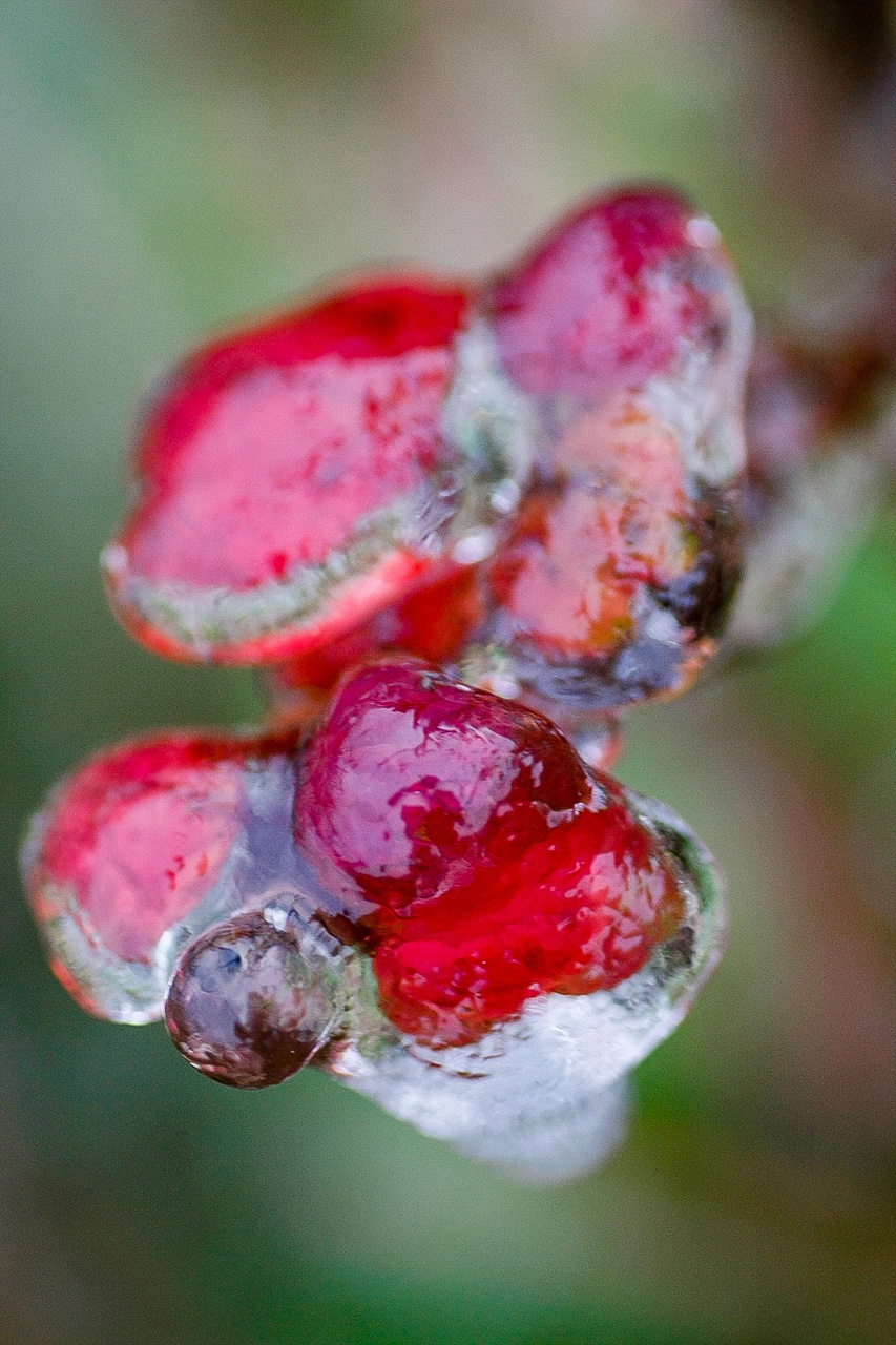 bang tuyet tren dinh Mau Son anh 10