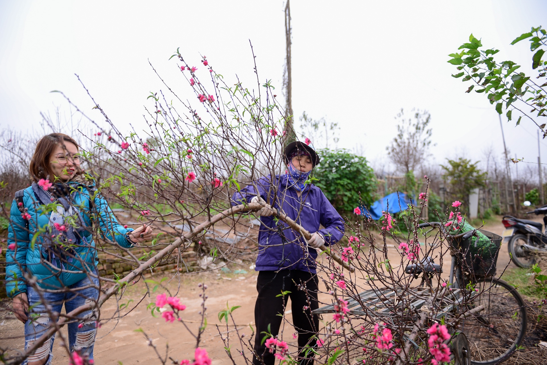 hoa đào giá chục triệu ảnh 9 hoa dao gia chuc trieu anh 9