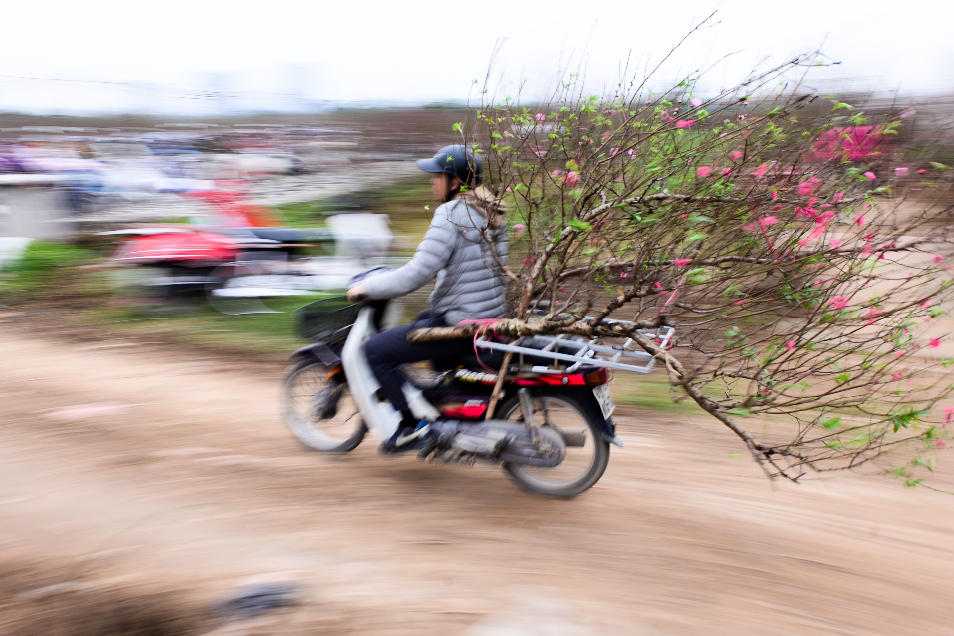 hoa đào giá chục triệu ảnh 10 hoa dao gia chuc trieu anh 10