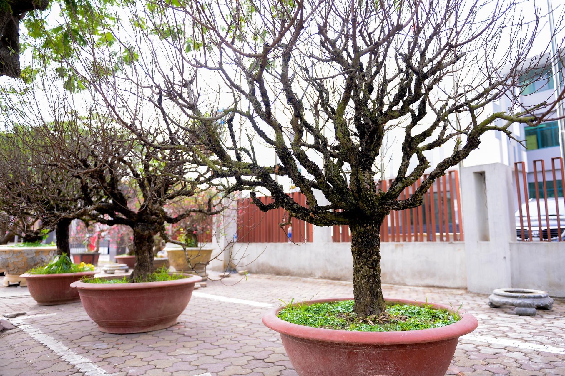 hoa đào giá chục triệu ảnh 1 hoa dao gia chuc trieu anh 1