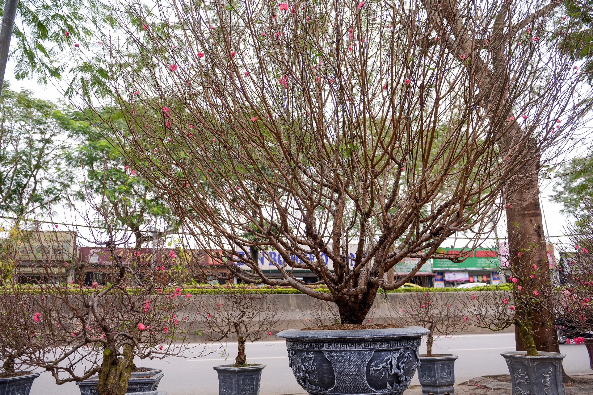 hoa đào giá chục triệu ảnh 2 hoa dao gia chuc trieu anh 2