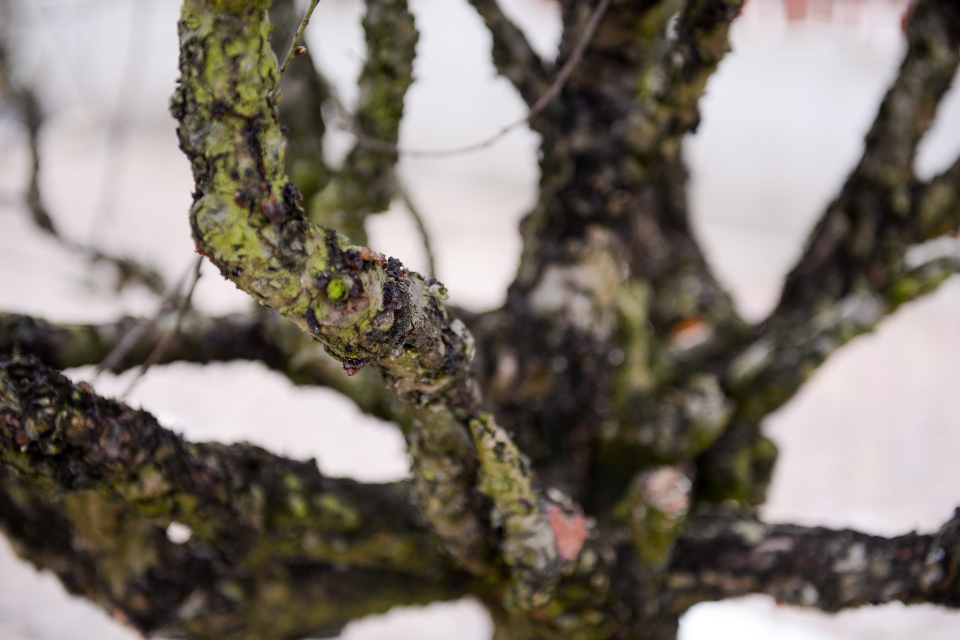 hoa đào giá chục triệu ảnh 3 hoa dao gia chuc trieu anh 3