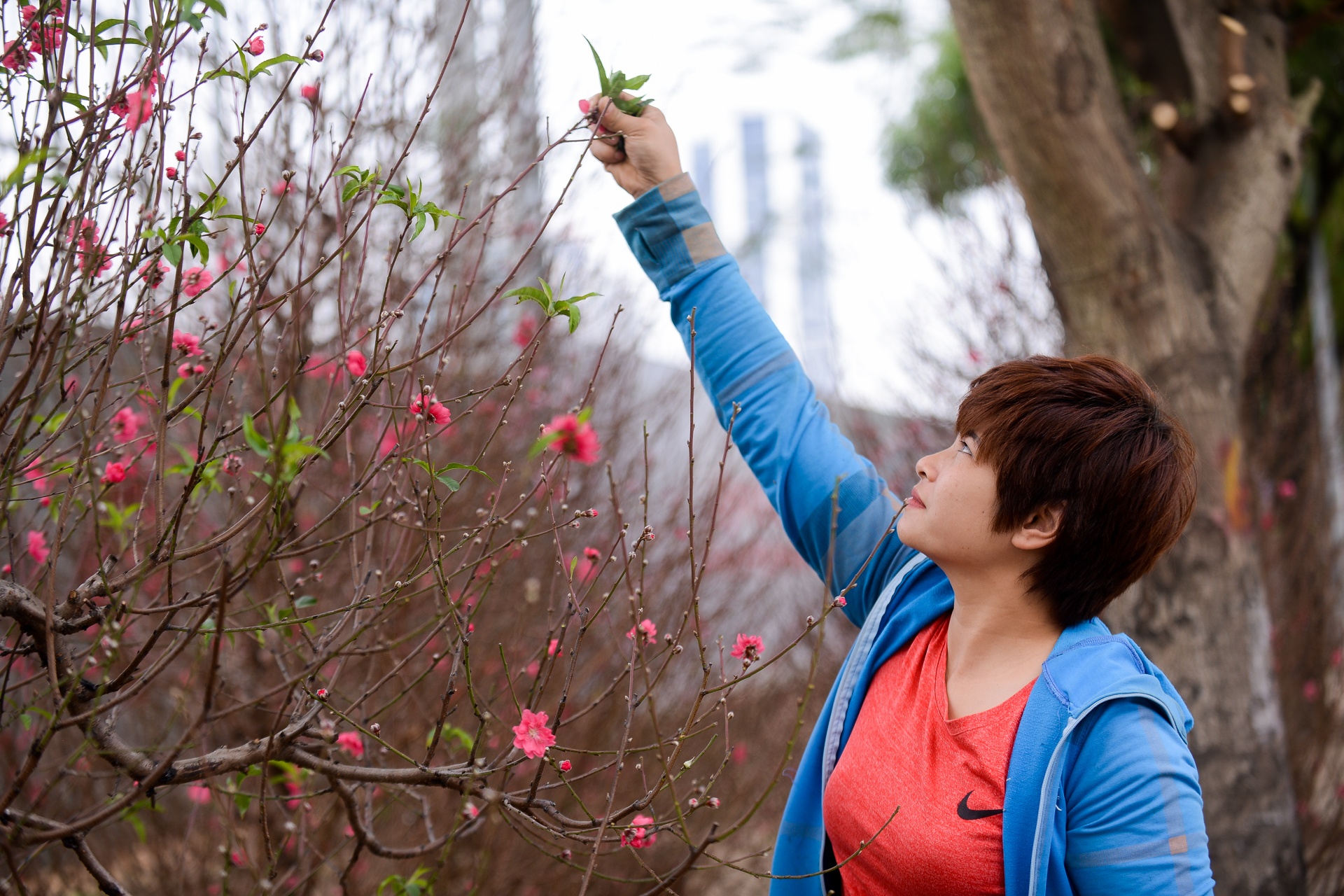 hoa đào giá chục triệu ảnh 5 hoa dao gia chuc trieu anh 5