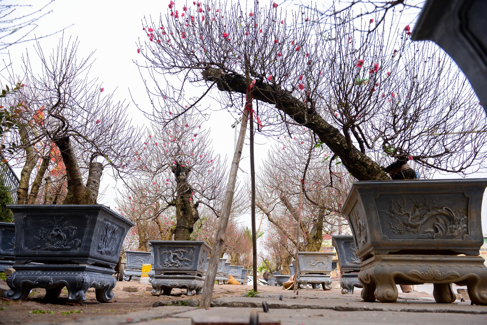 hoa đào giá chục triệu ảnh 6 hoa dao gia chuc trieu anh 6