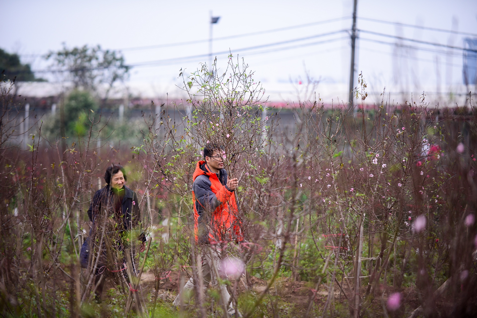 hoa đào giá chục triệu ảnh 8 hoa dao gia chuc trieu anh 8