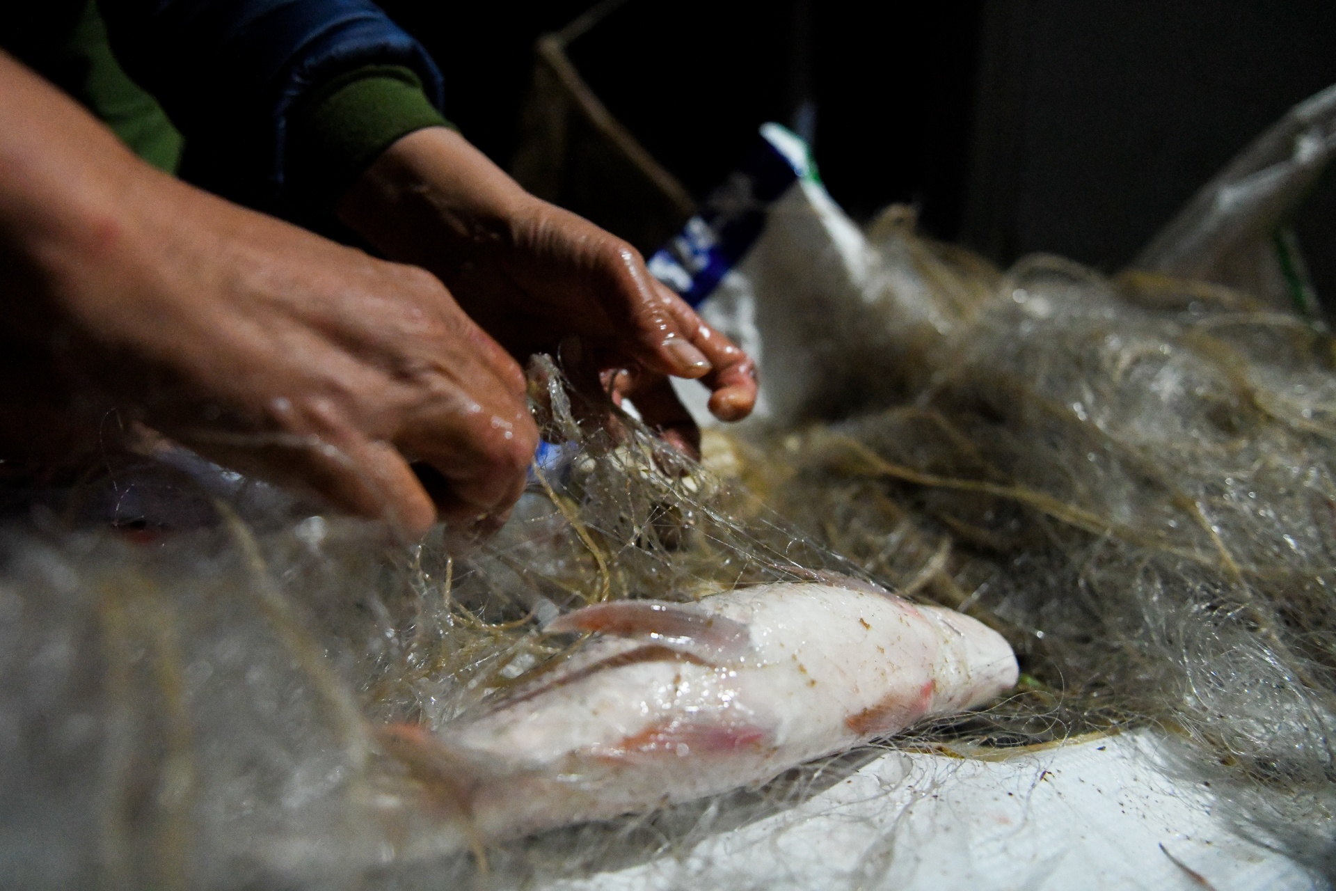 song Da can nuoc ca chet hang loat anh 12