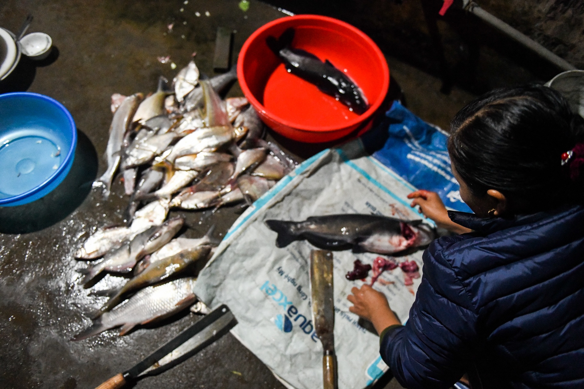 song Da can nuoc ca chet hang loat anh 13