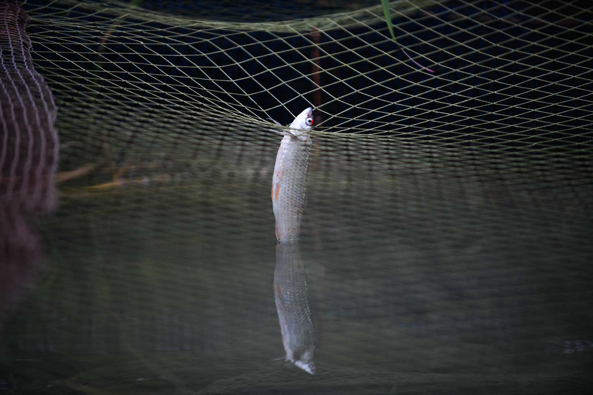 song Da can nuoc ca chet hang loat anh 30