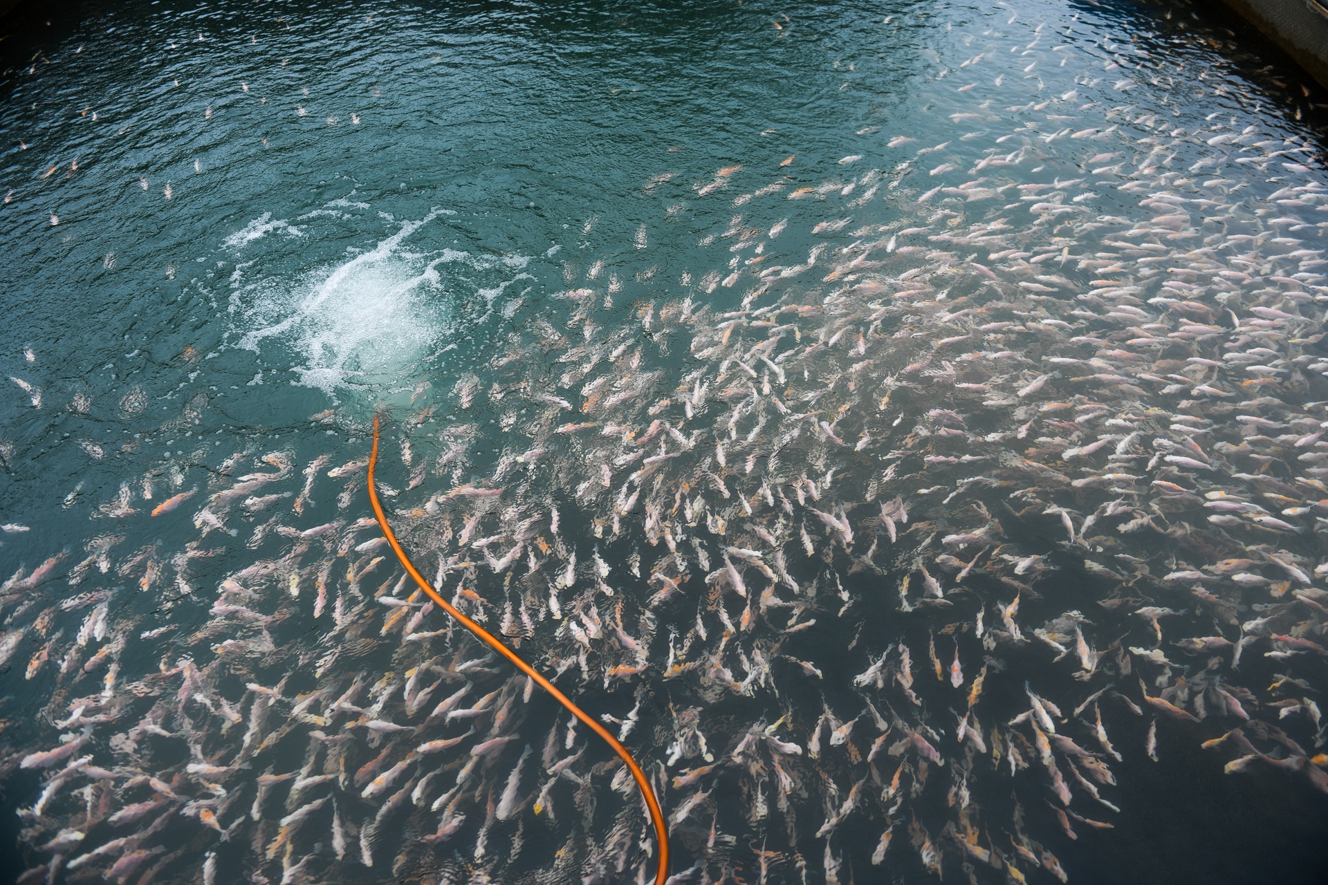 song Da can nuoc ca chet hang loat anh 21