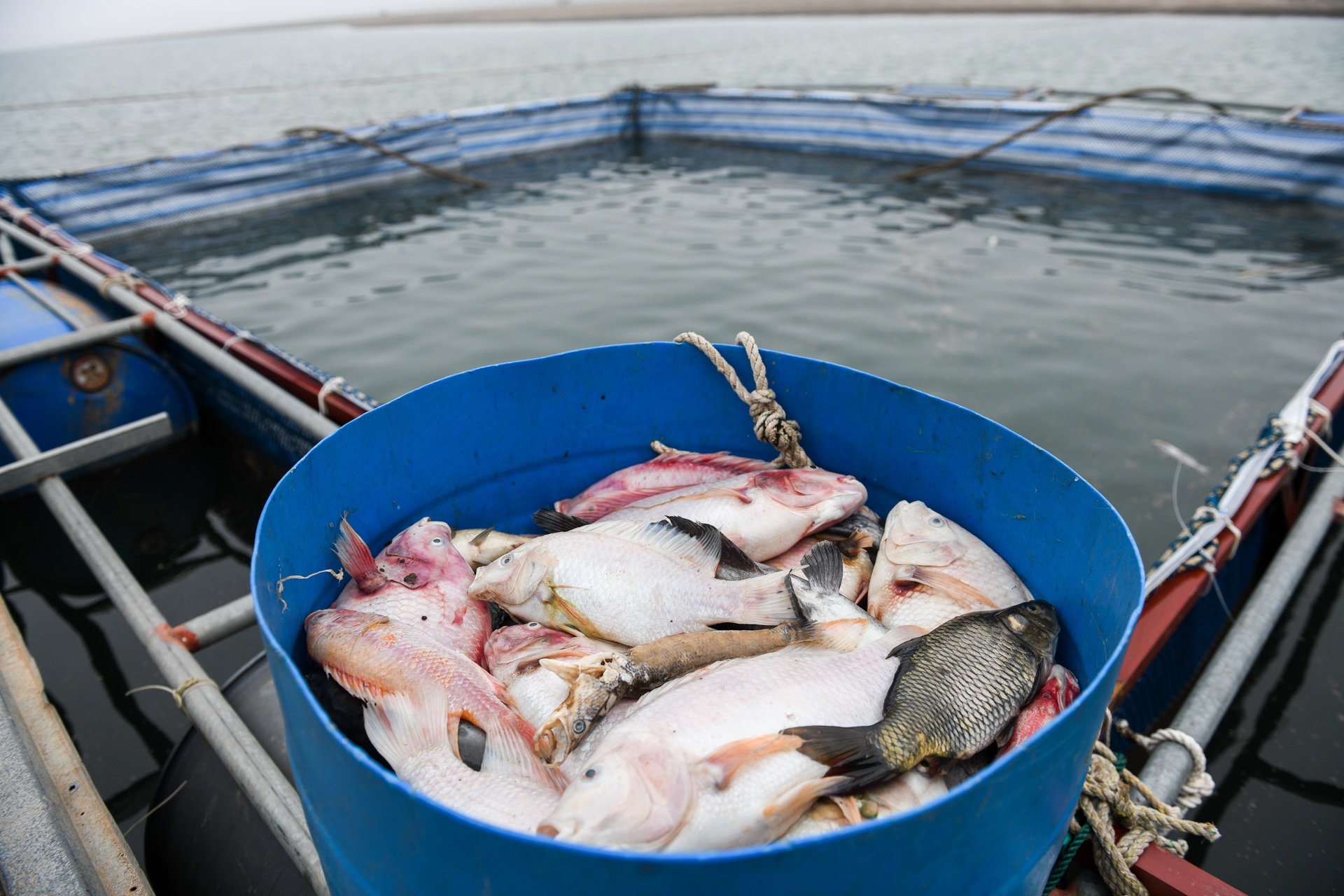 song Da can nuoc ca chet hang loat anh 22