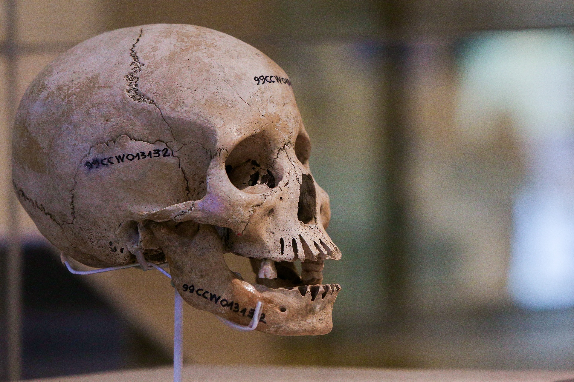 Trien lam nhung bau vat tu dai duong anh 6