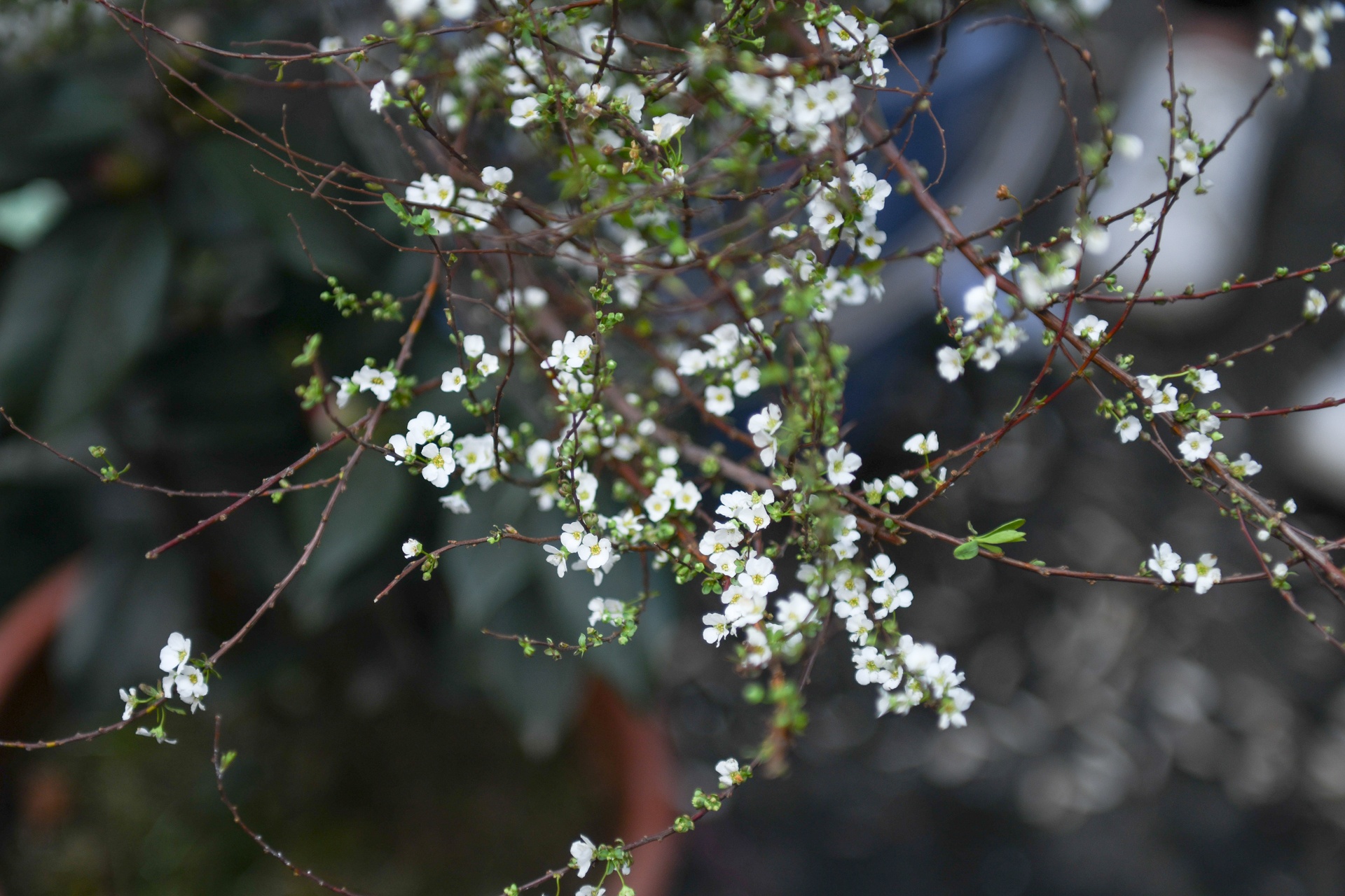 Lon dong tien trieu bay ban tren pho Ha Noi ngay can Tet anh 7