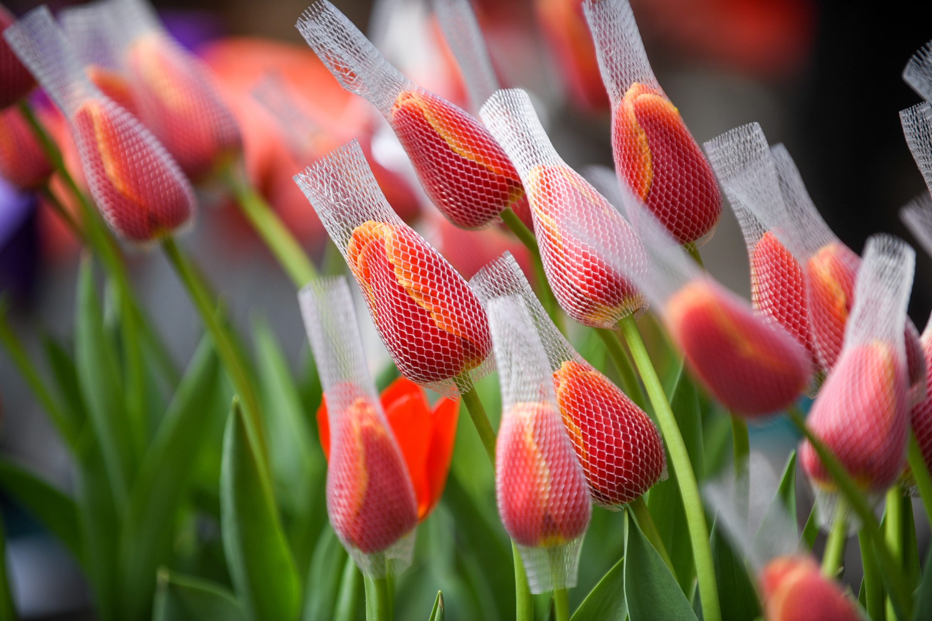 Lon dong tien trieu bay ban tren pho Ha Noi ngay can Tet anh 9