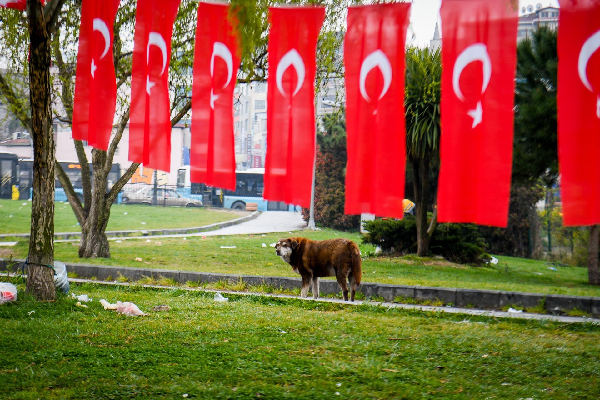 cho khong ro mom o nuoc ngoai anh 1