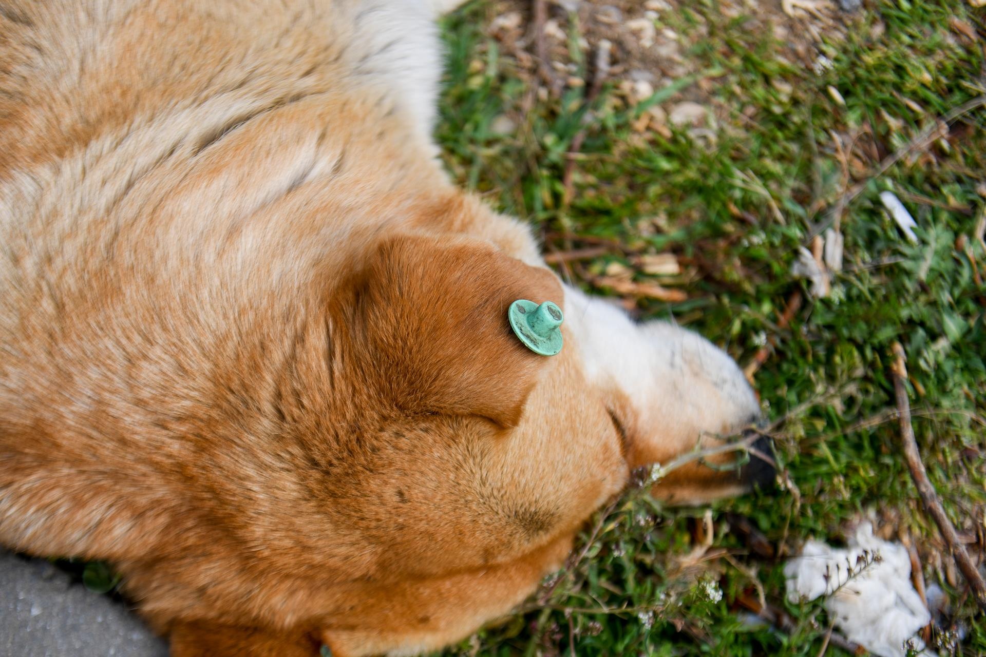 cho khong ro mom o nuoc ngoai anh 2