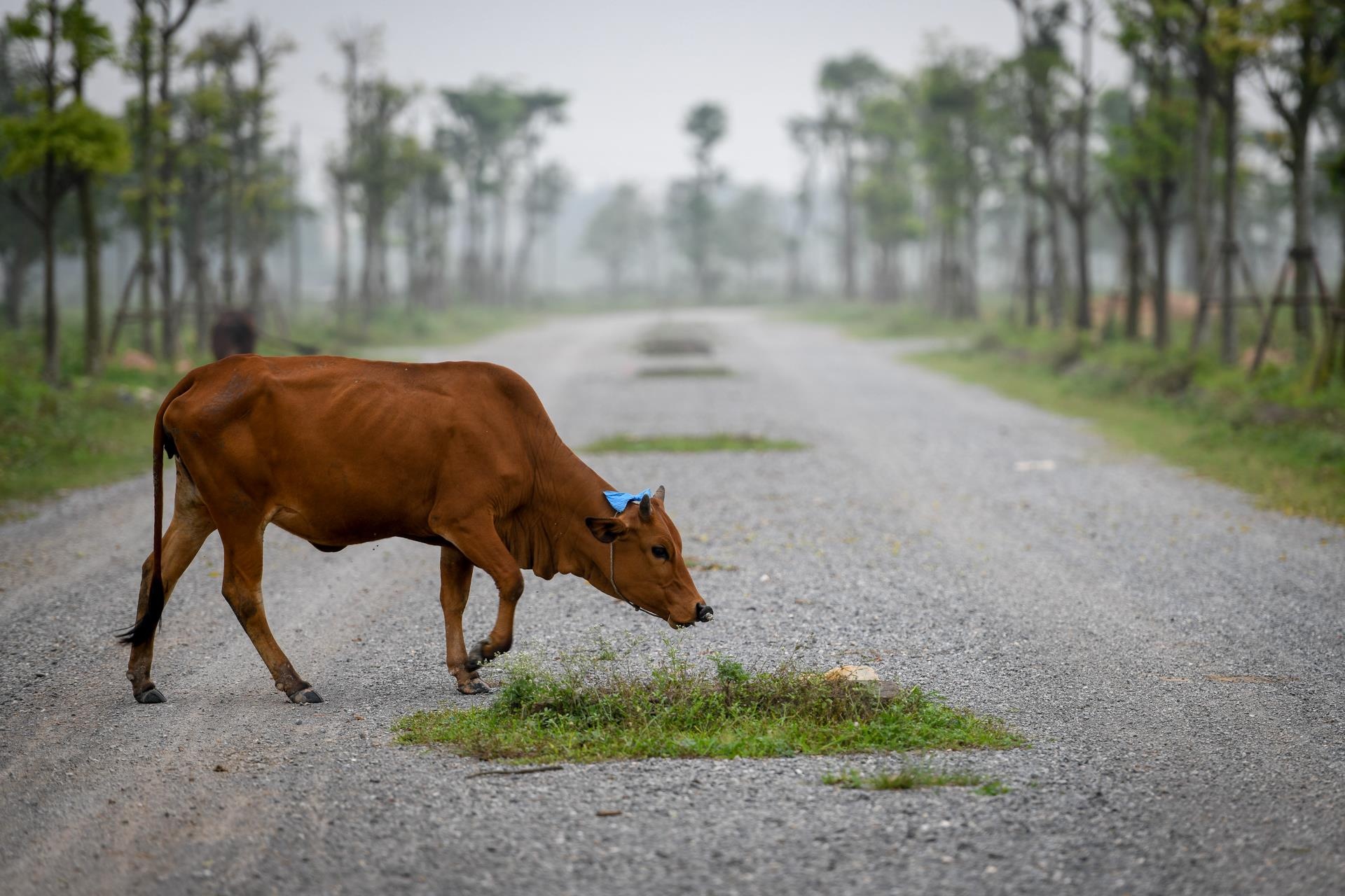 Hien trang do thi 2.000 ha bo hoang Thu tuong 2 lan yeu cau kiem tra hinh anh
