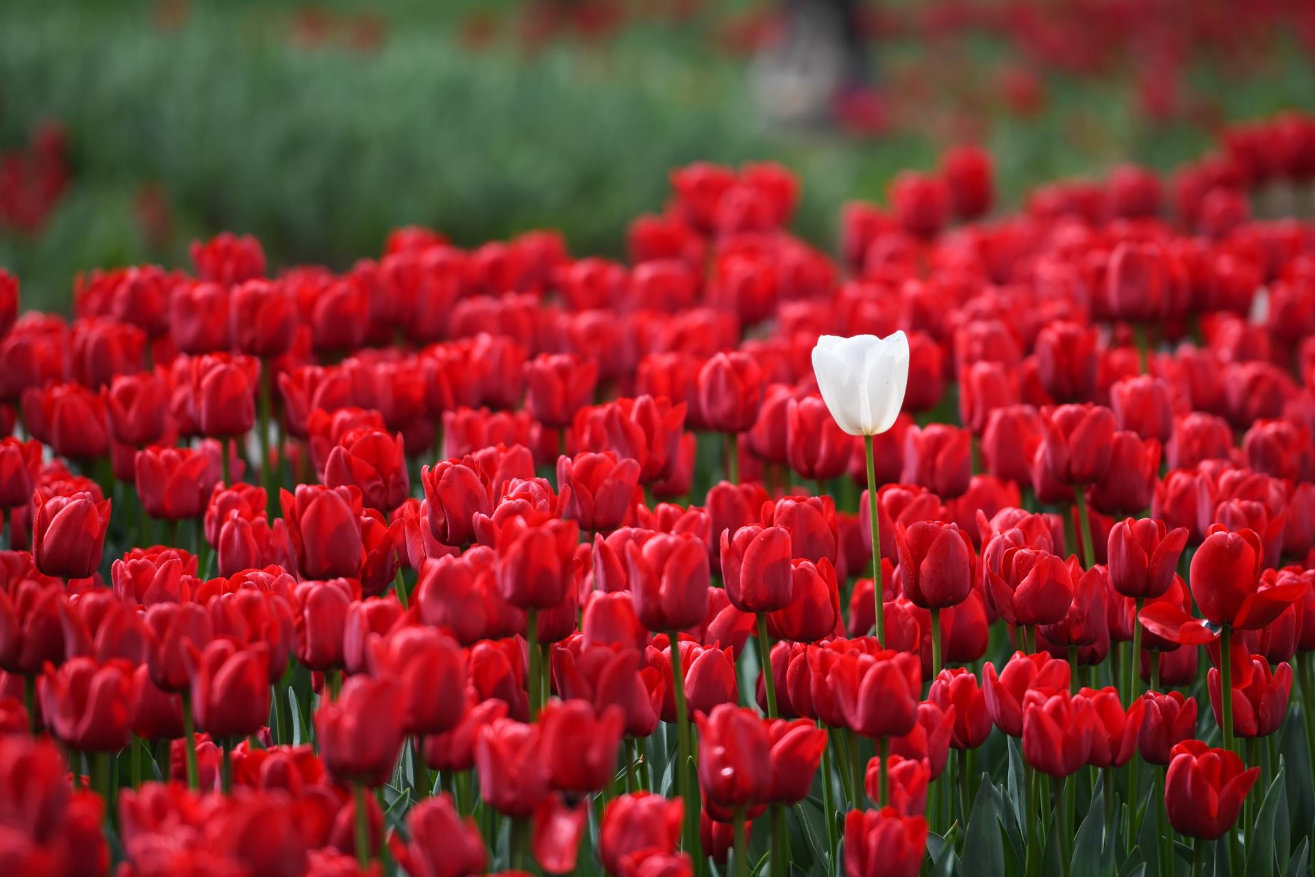 du lich Tho Nhi Ky anh 31