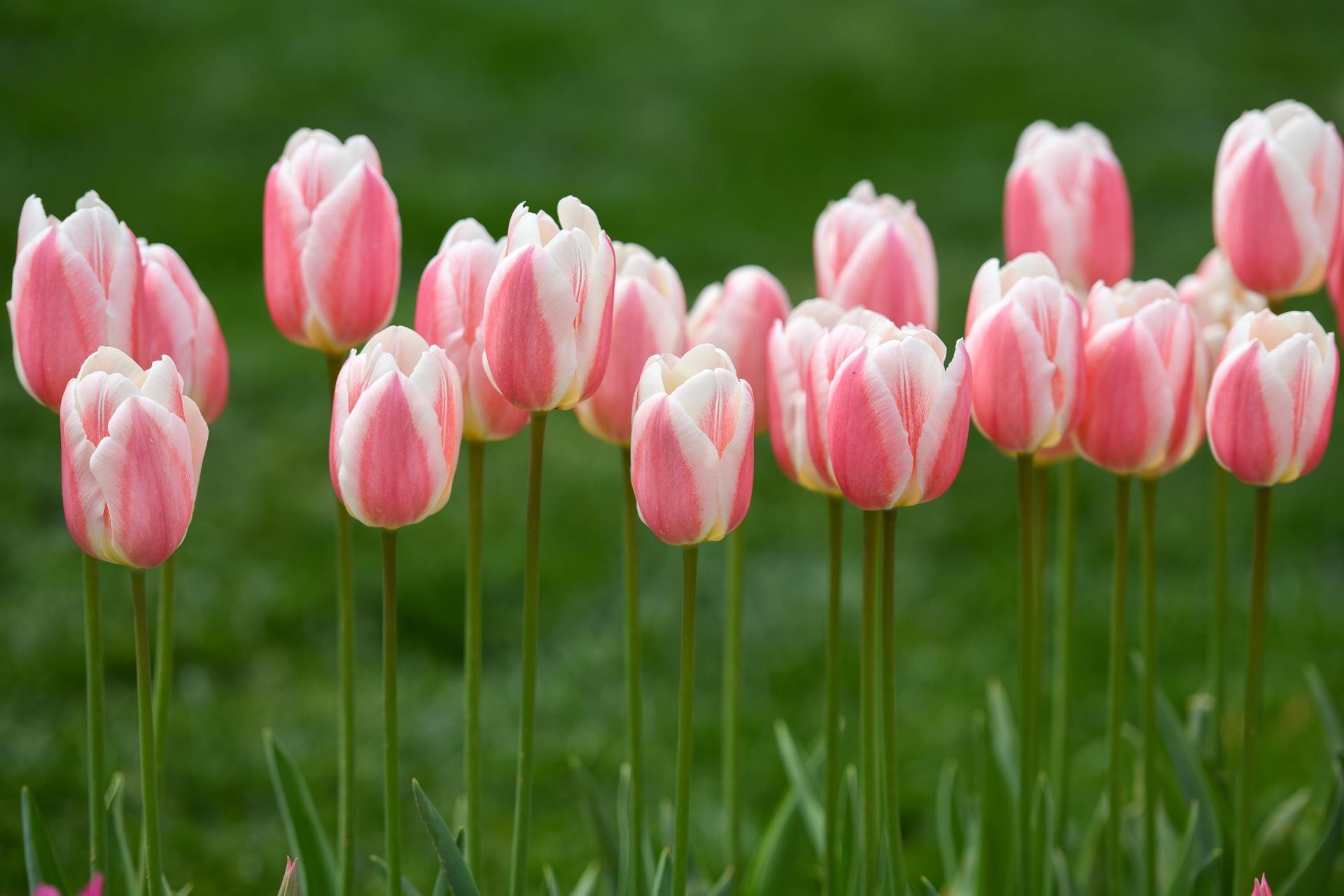 du lich Tho Nhi Ky anh 35